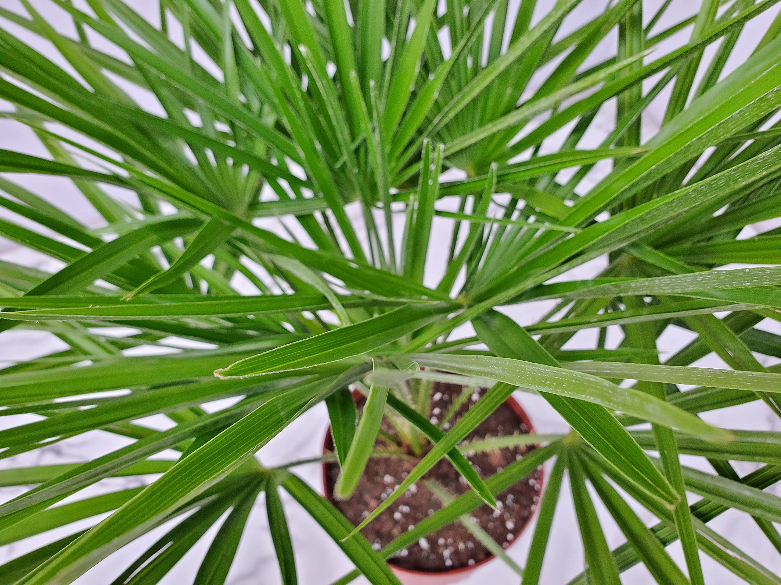 European Fan Palm Tree - 30