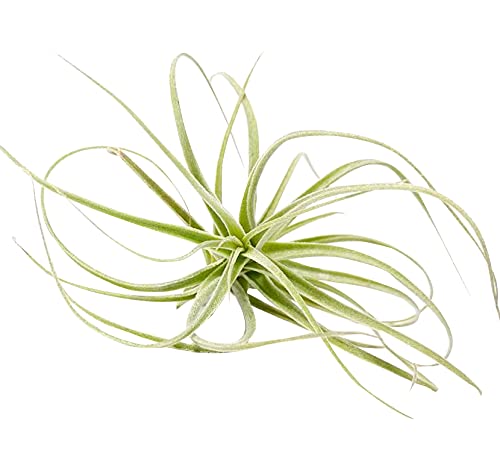 Straminea Dwarf Air Plant 3'' Tall - Low Maintenance Live Tillandsia Collection | Variety of Unique Air Plant Species | Perfect Gift Box for Home & Office Decor | Ideal for Terrariums, Wall Displays & Wedding Centerpieces