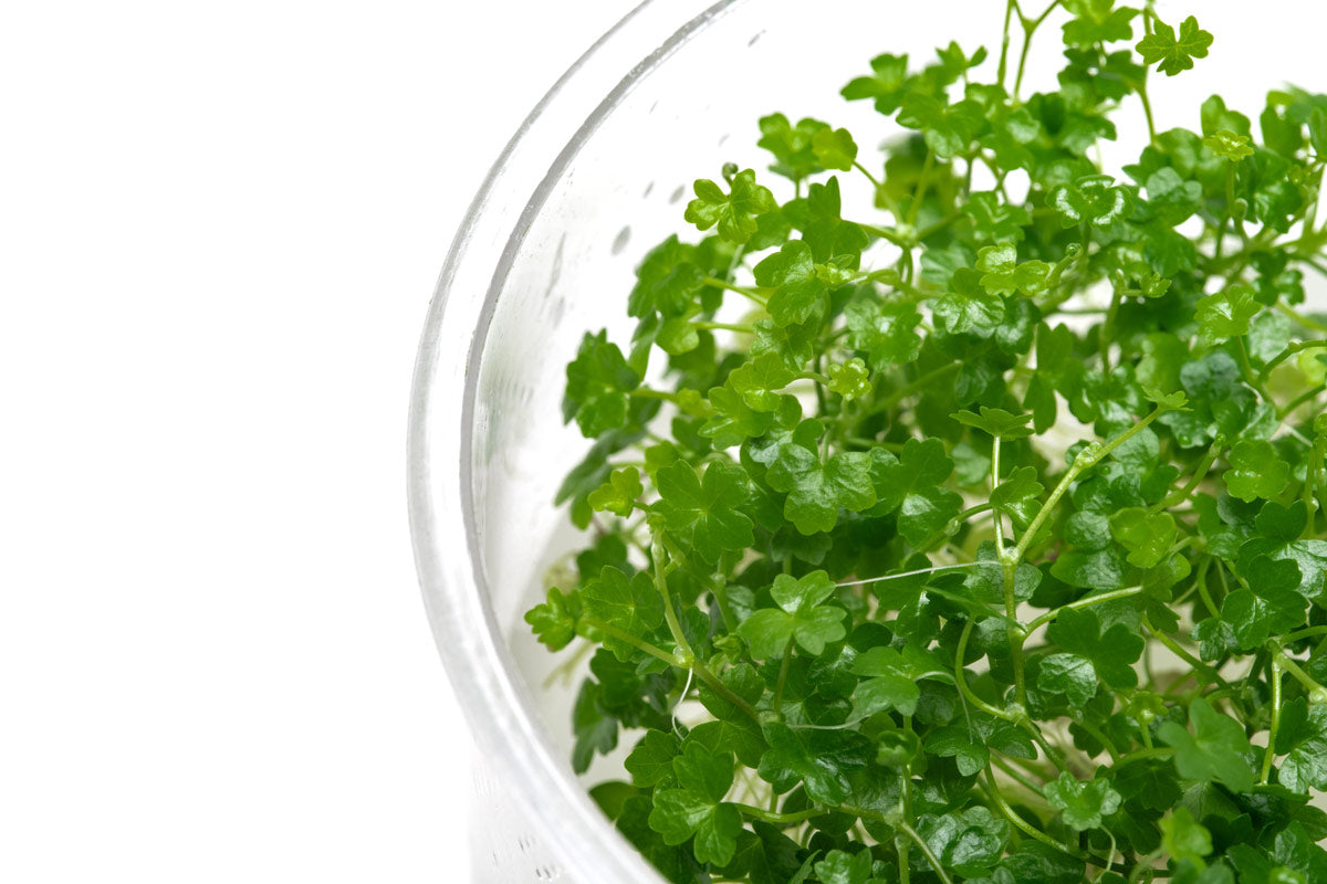 Hydrocotyle Tripartita Mini Aquatic Plant - Live Freshwater Carpet Plant for Aquariums & Fish Tanks | Perfect for Foreground Planting, Nano Tanks, and Aquascaping Designs