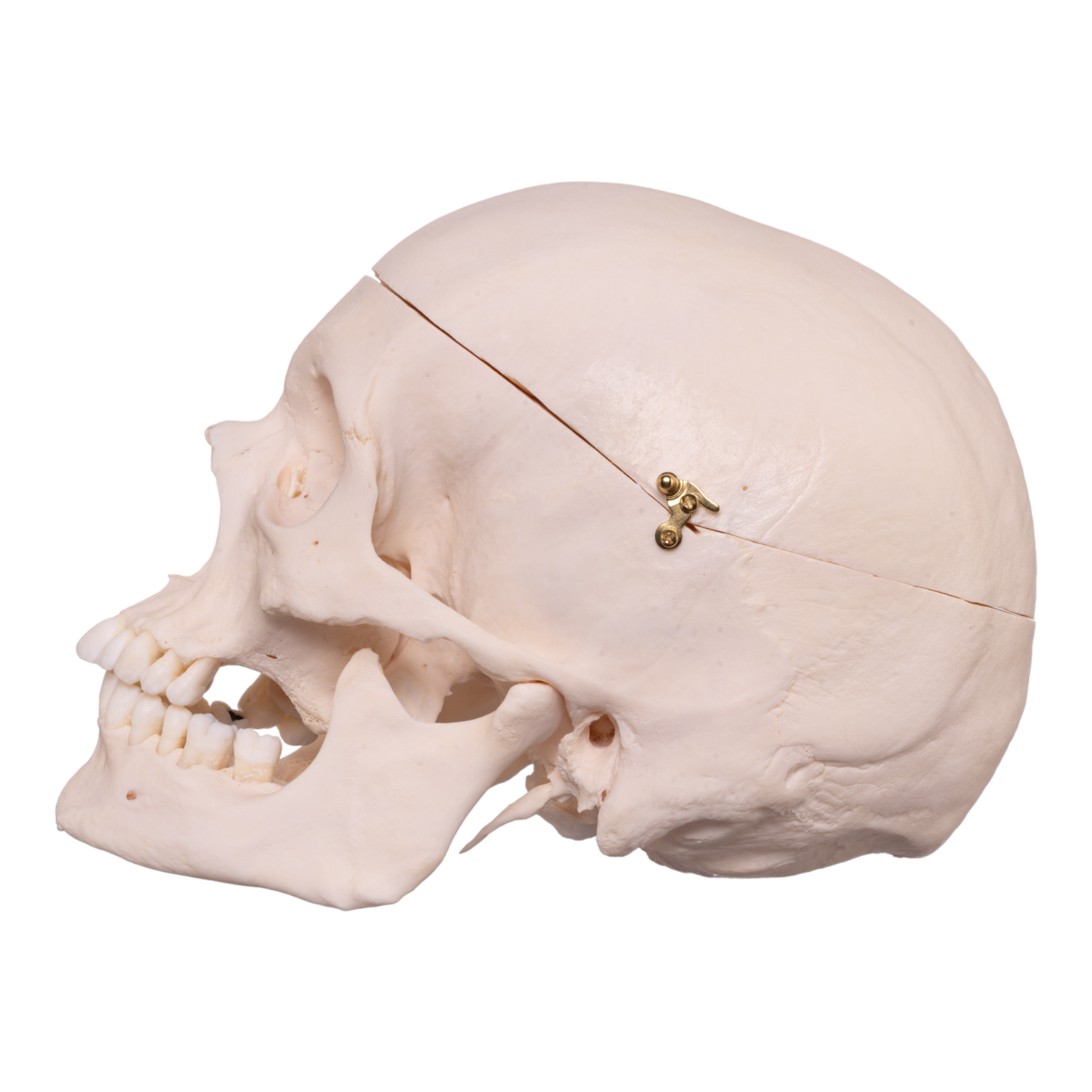 Premium Anatomical Human Skull Model - Medical Research, Student Study & Halloween Decor - Realistic Detailed Replica for Doctors, Teachers & Collectors