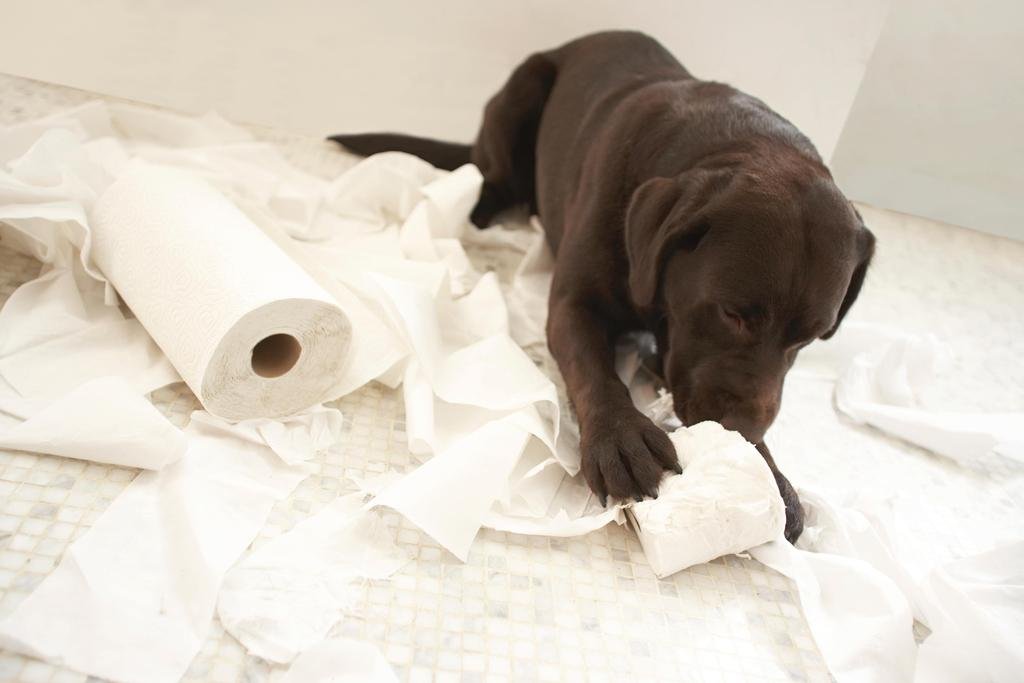Chocolate Labrador Puppy Playing with Toilet Paper - Cute Dog Bathroom Decor Photo Poster (54x36 inches) - Perfect for Pet Lover's Home, Office, or Veterinary Clinic Decor