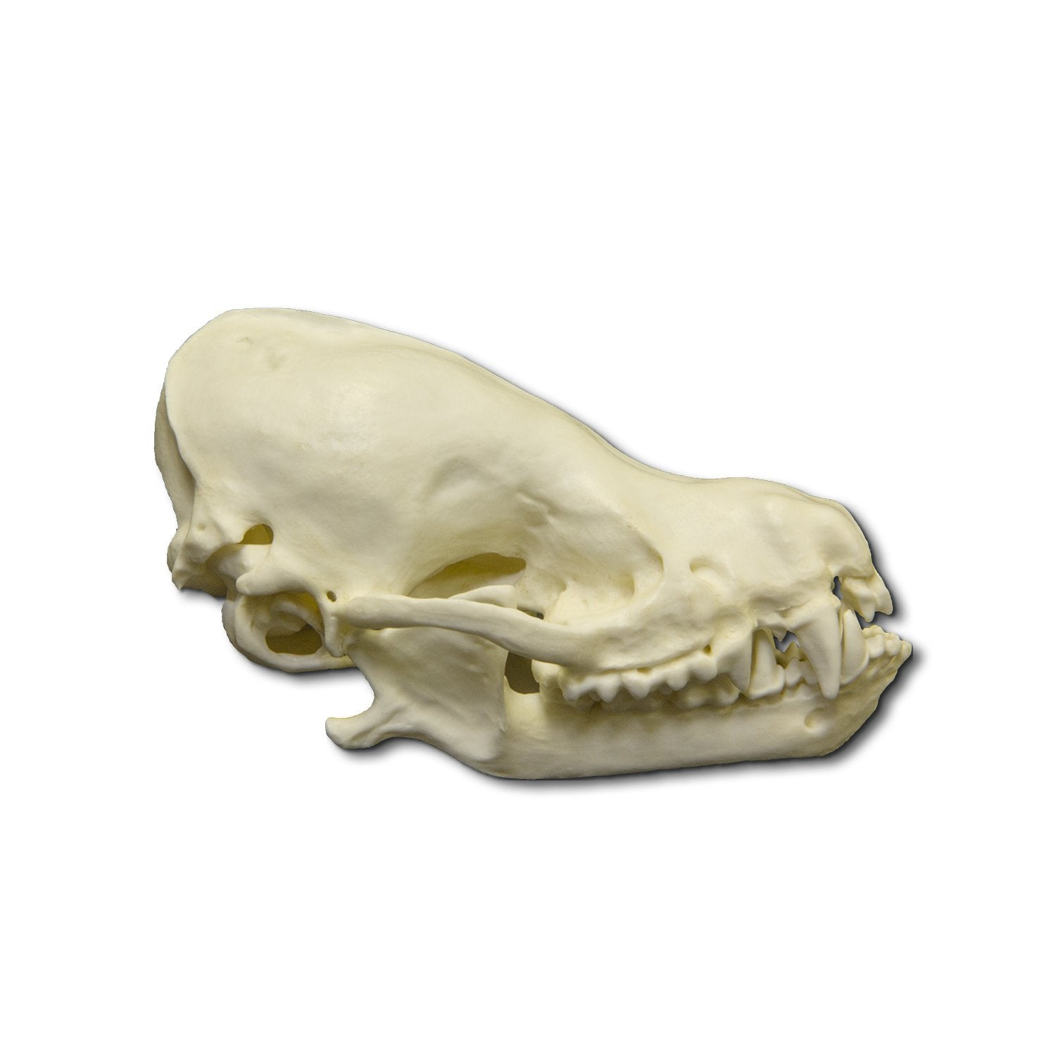 Authentic Replica Cave Myotis Bat Skull - 8:1 Scale Model for Science Education, Halloween Decor & Gothic Collectibles