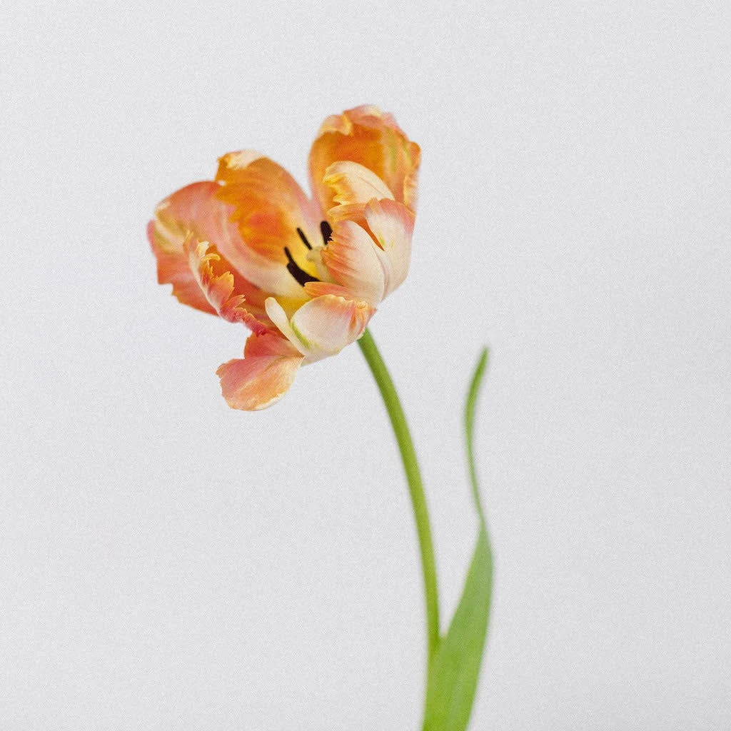 Apricot Parrot Tulip Bulbs - Exotic Flowering Bulbs for Spring Gardens, Wedding Bouquets & Landscape Design