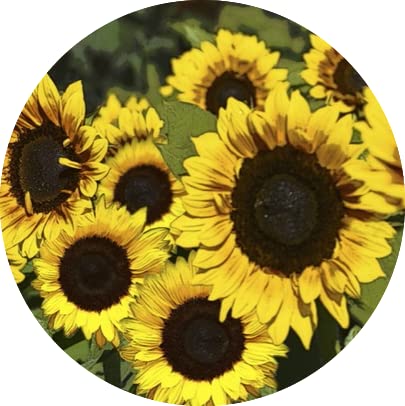 Beautiful Sunflowers