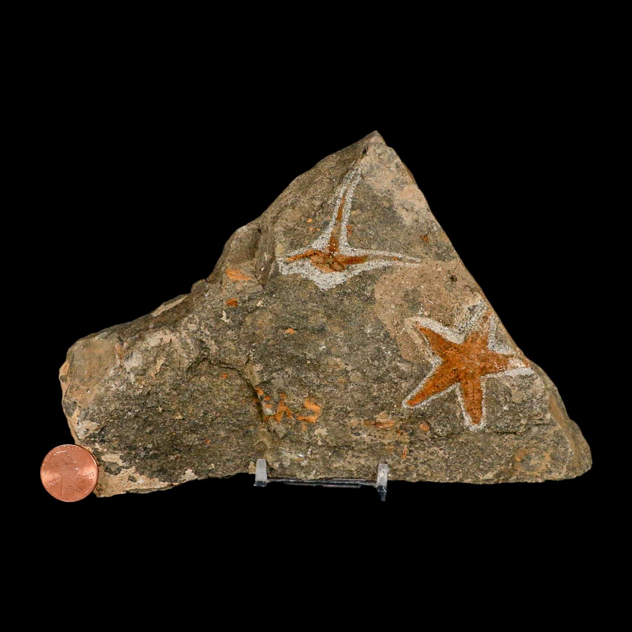 44MM Brittlestar Petraster Starfish Fossil - Ordovician Age (450 Million Years Old) - Authentic Blekus Morocco Fossil with COA - Perfect for Collectors, Home Decor & Educational Displays