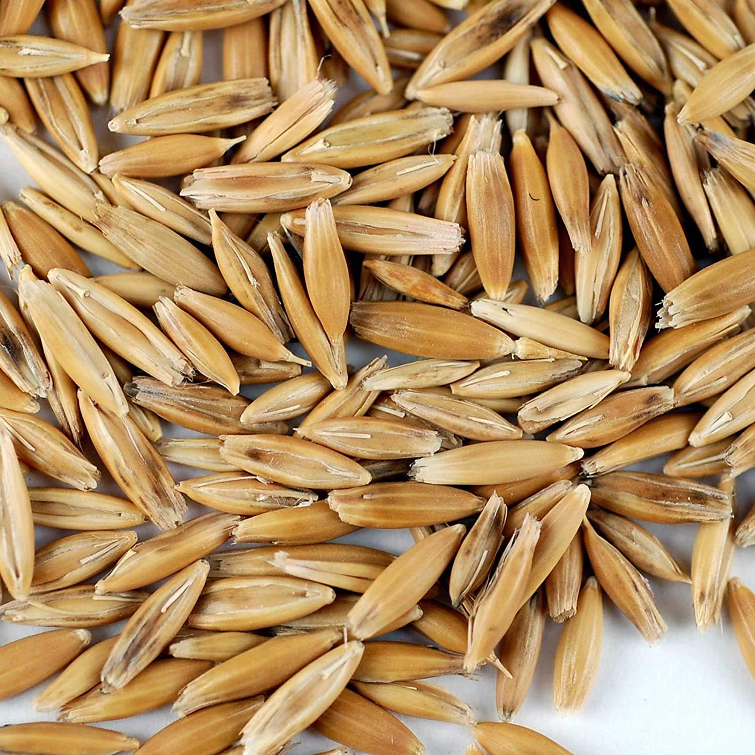 25 Lb Bulk Non-GMO Organic Whole Oat Groats with Husk - Gluten Free Organic Oats for Sprouting, Steel Cut Oats, Oat Berries, Flour, Rice & Livestock Feed - Perfect for Healthy Breakfast, Baking & Animal Nutrition