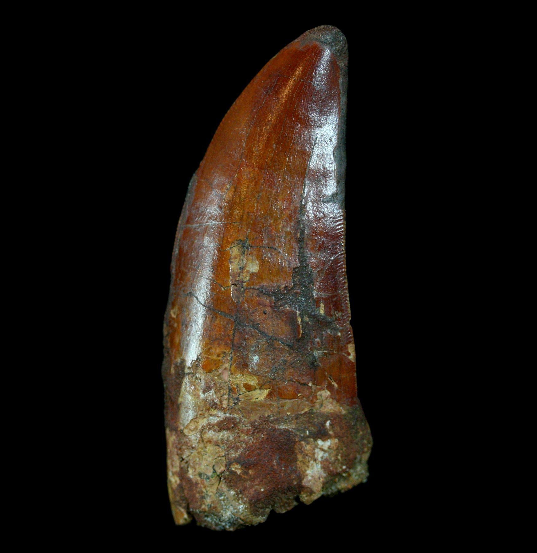 Authentic Carcharodontosaurus Dinosaur Tooth Fossil - Rare Prehistoric Collectible for Paleontology Enthusiasts & Home Decor Display