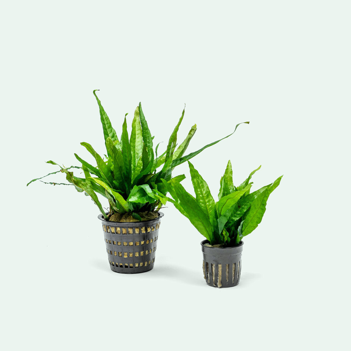 Microsorum Pteropus Java Fern Mother Plant - Live Aquatic Plant for Aquariums & Fish Tanks - Perfect for Low Light Aquascaping & Natural Decor