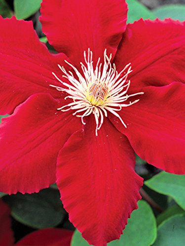 Bright Red Clematis Seeds - 25 Pack Evergreen Flowering Vine Seeds for Hanging Gardens, Perennial Climbing Plants with Vibrant Red Blooms | Perfect for Trellises, Fences & Container Gardening