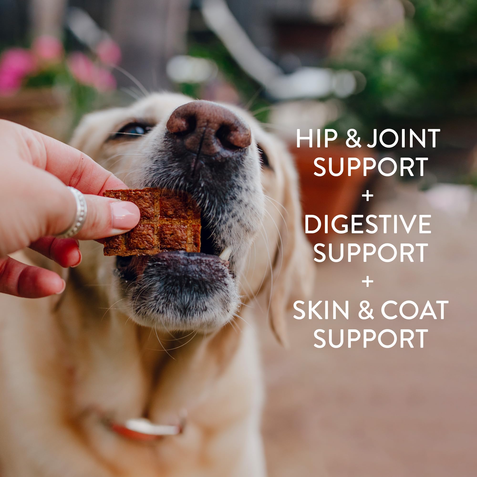 Shameless Pets Jerky Dog Treats 3-Pack - Healthy Chicken, Beef & Duck Chews for Dogs - Grain-Free, Corn-Free & Soy-Free Natural Dog Treats - Perfect for Training, Rewards & Snack Time