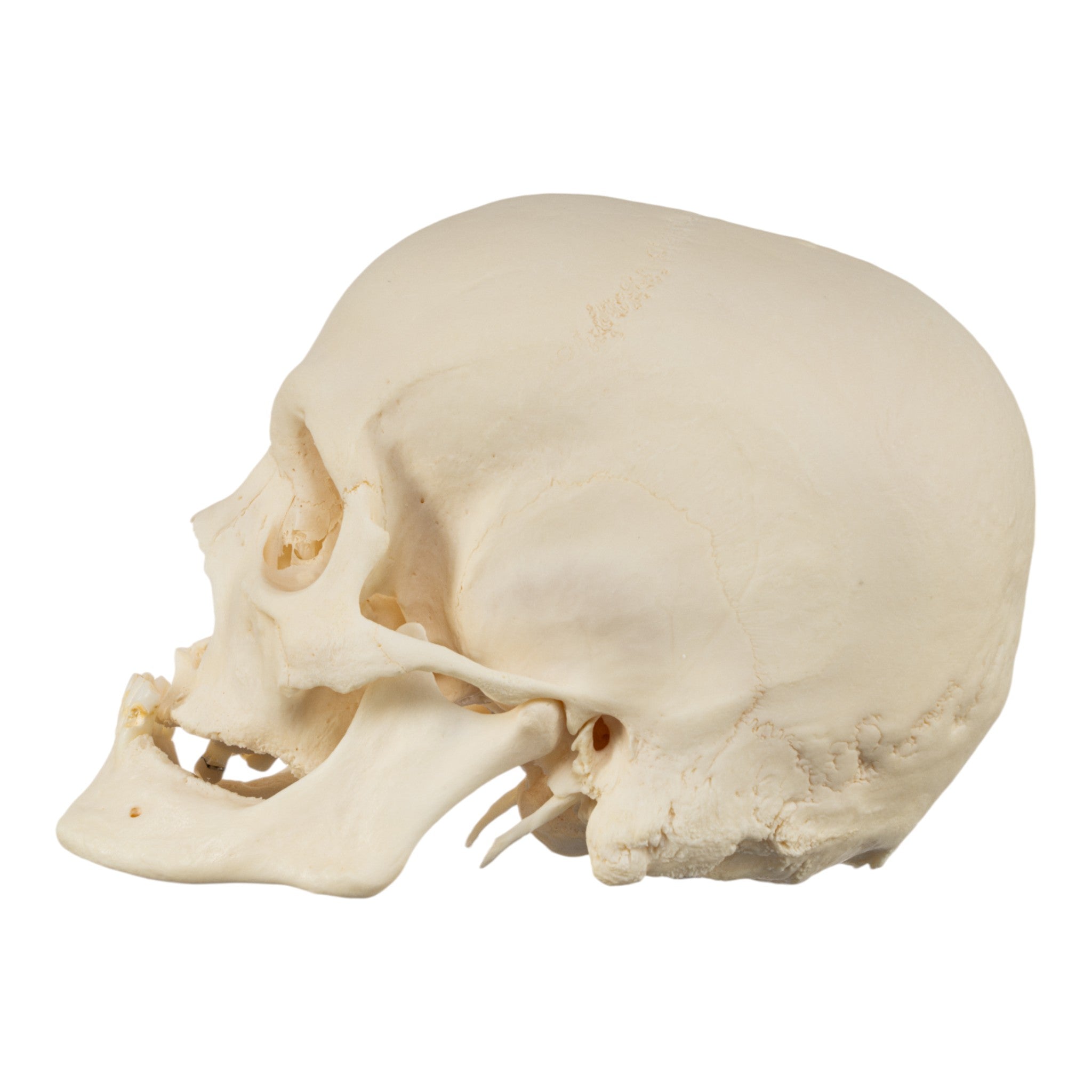 Premium Disarticulated Human Skeleton Model for Medical Education - Anatomical Study, Classroom Demonstration & Science Lab Display