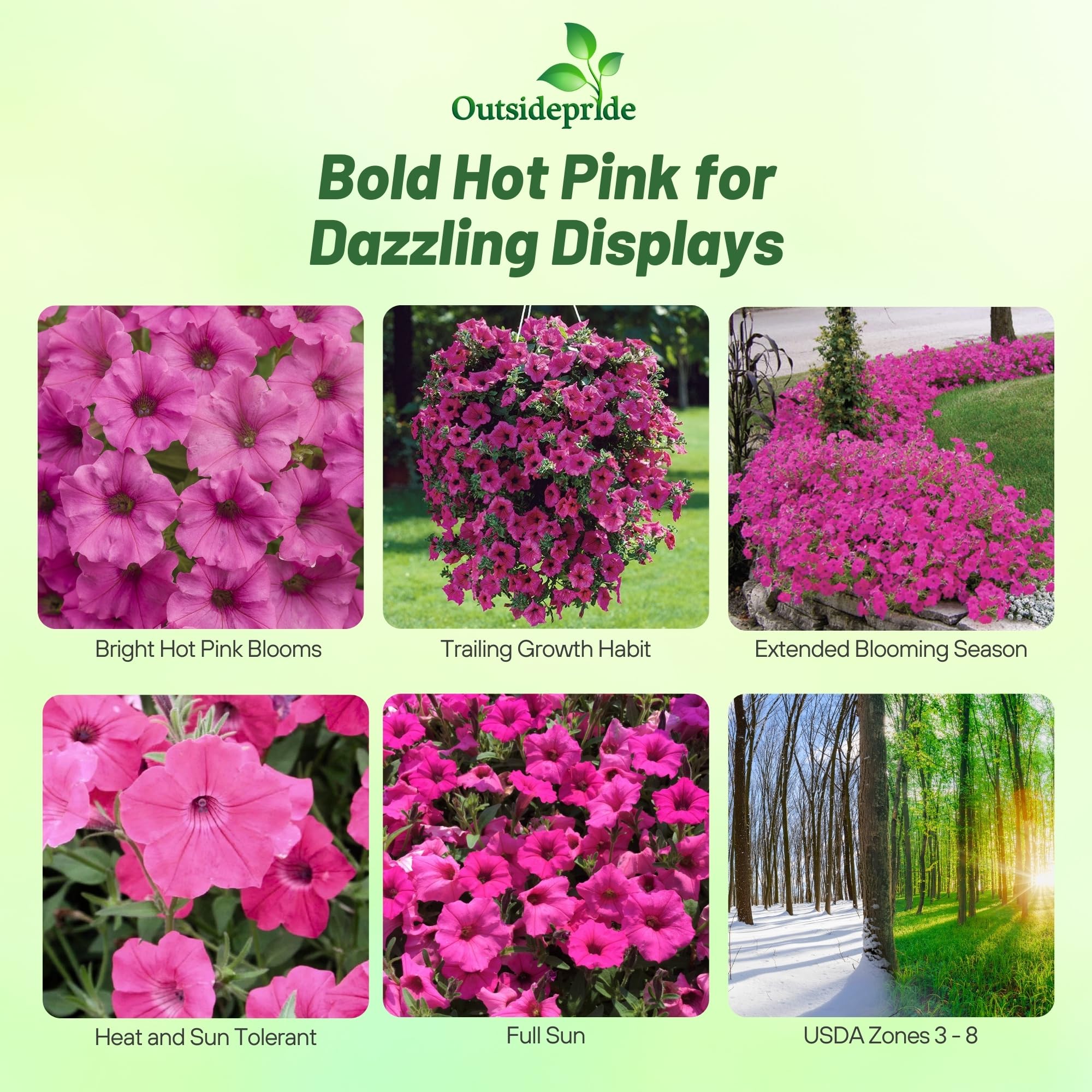 Outsidepride 30 Seeds Annual Spreading Tidal Wave Hot Pink Petunia Flower Seeds for Planting - Perfect for Garden Beds, Hanging Baskets & Container Gardening