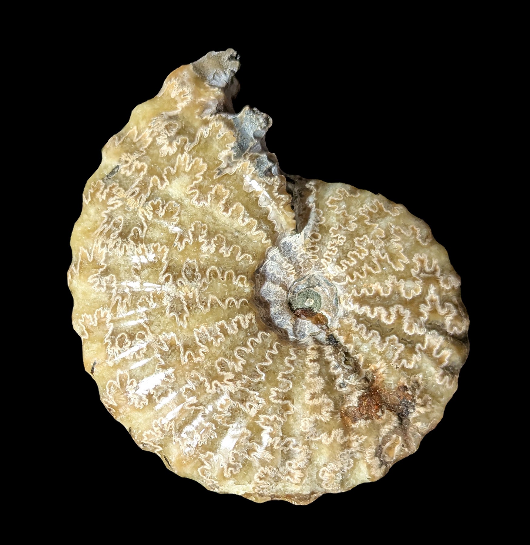 Agatized Ceratites Nodosus Ammonite Fossil Specimen - Rare Collector's Gemstone for Home Decor & Mineral Display