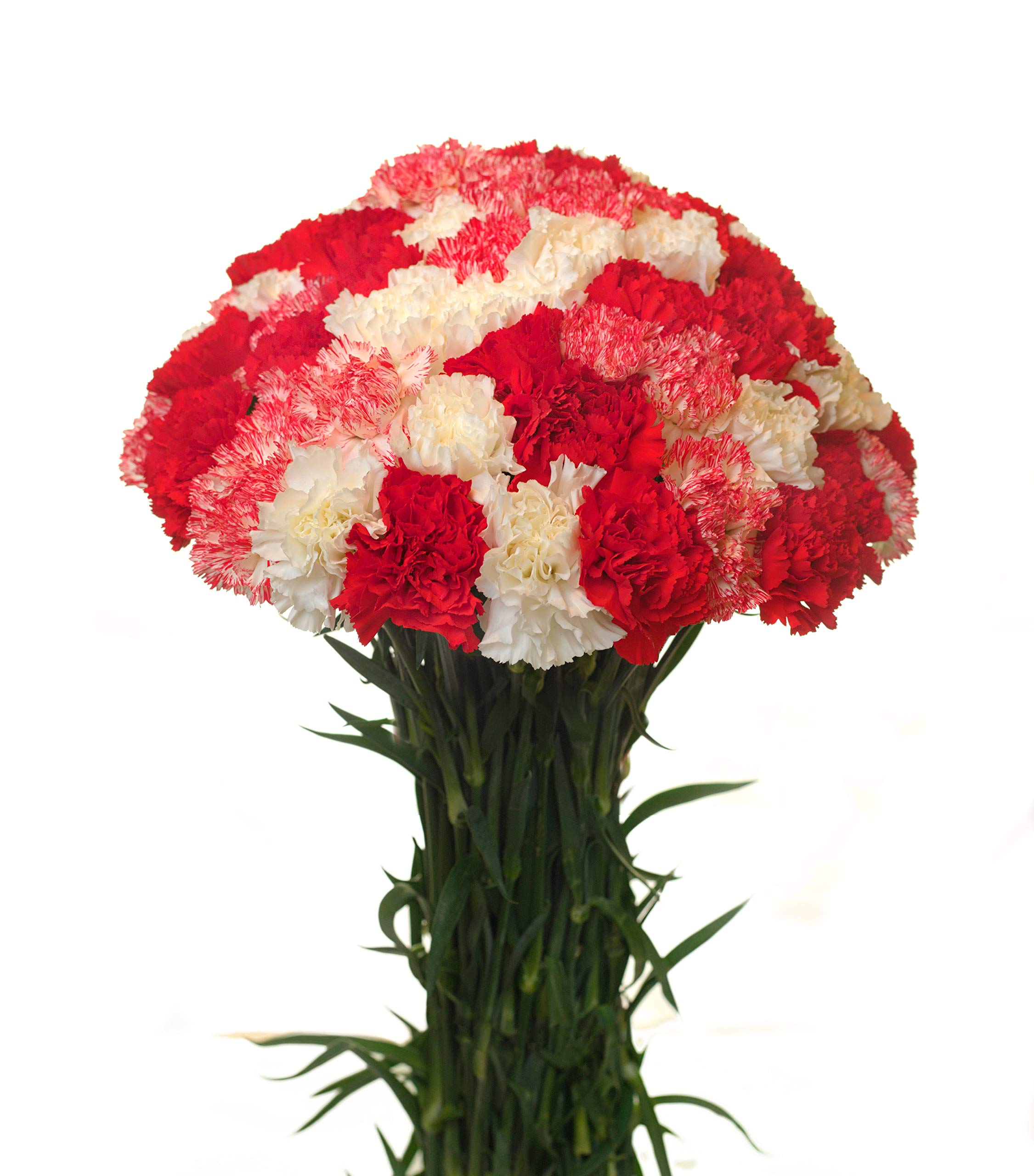FlowerPrime 200 Fresh Christmas Carnations - Natural Cut Flowers for Holiday Decorations, Gift Bouquets & Wedding Centerpieces