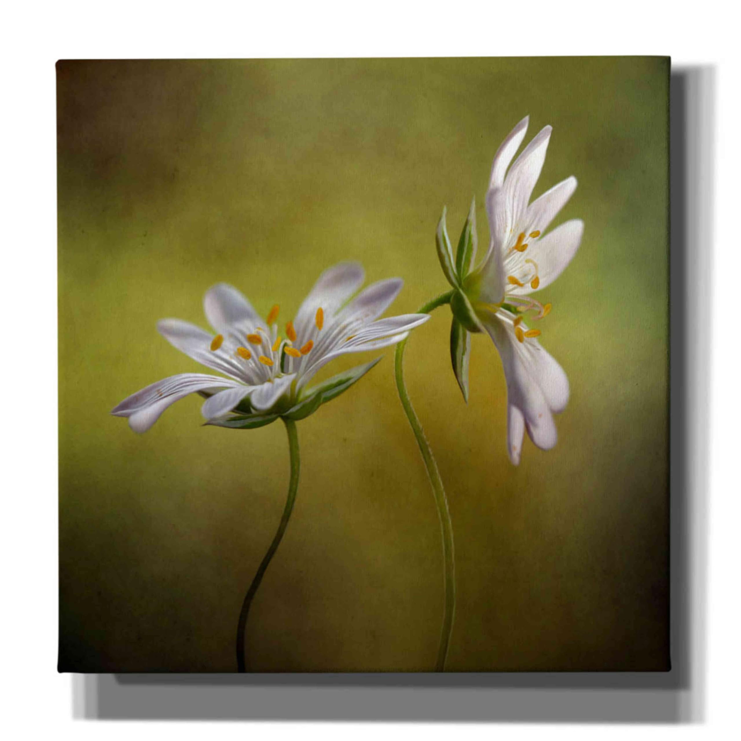 Epic Graffiti 'Echo' by Mandy Disher - Premium Giclee Canvas Wall Art Print 18x18 Inches - Modern Urban Home Decor for Living Room, Bedroom & Office