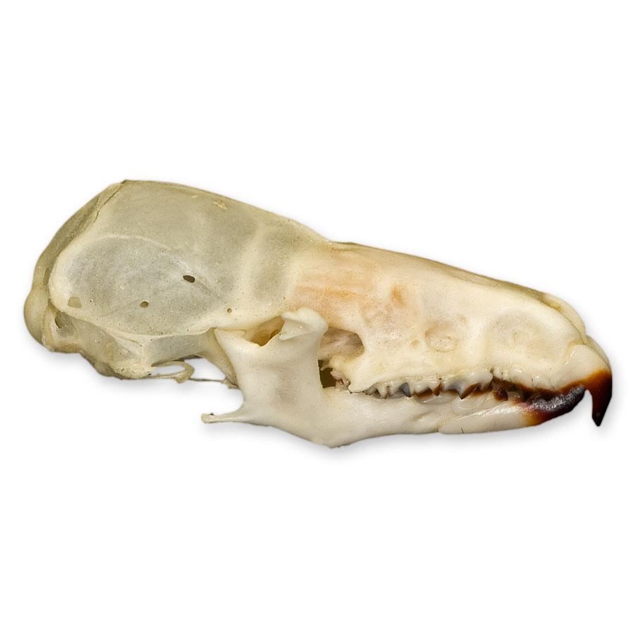 Authentic Real Shrew Skull Specimen - Perfect for Science Classrooms, Biology Studies & Oddity Collectors | Great for Educational Displays, Halloween Decor & Gothic Collections
