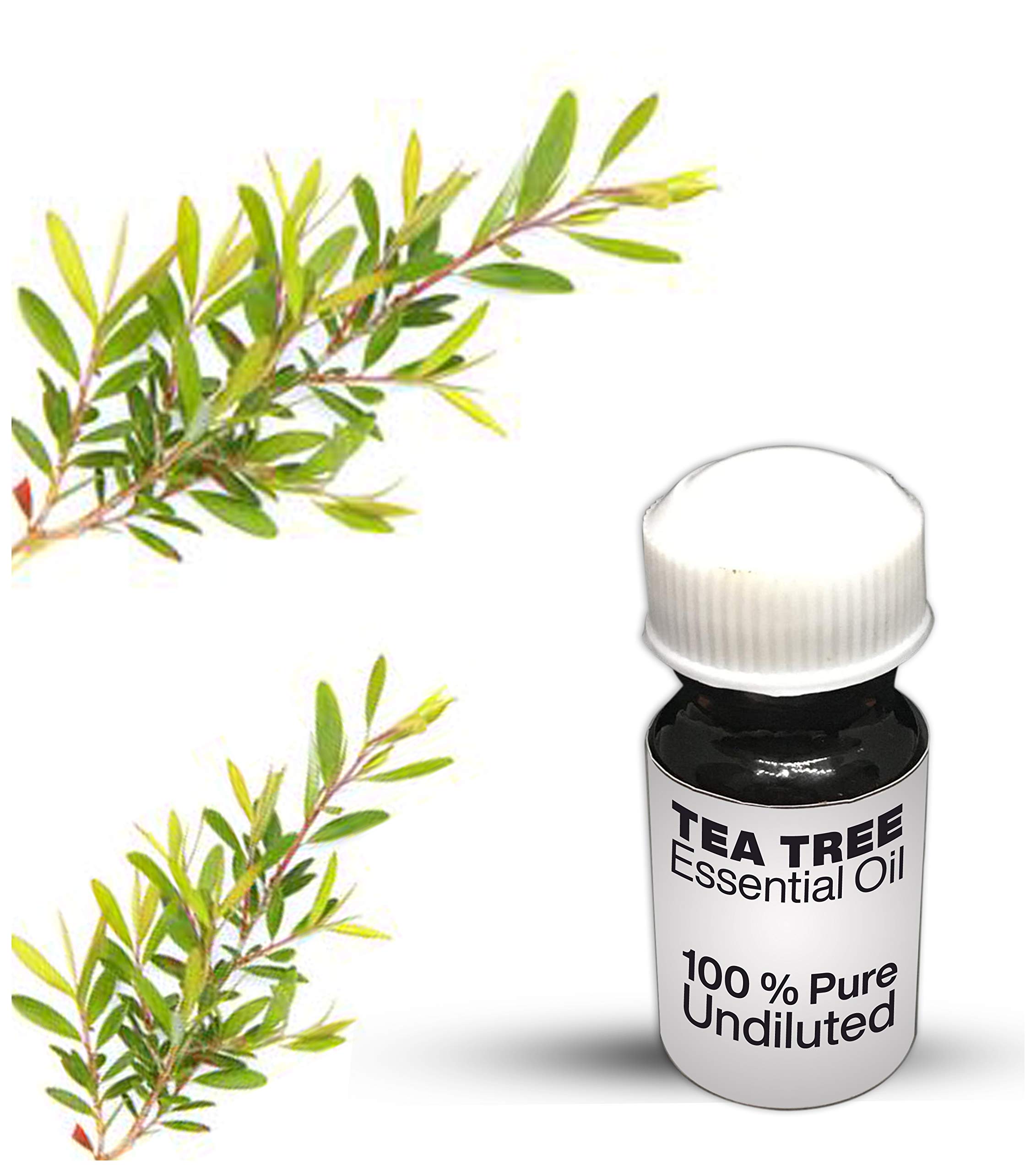 100% Pure Tea Tree Essential Oil - Undiluted, Premium Quality (8.45 fl oz) for Aromatherapy, Skin Care & Home Cleaning