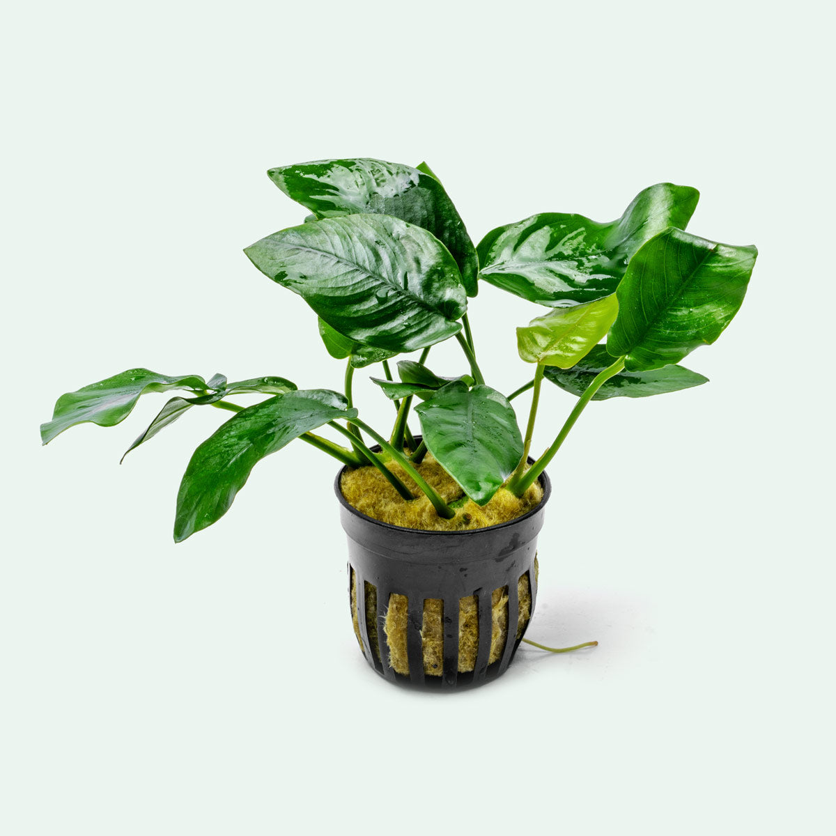 Anubias Nana Live Aquarium Plant - Easy Low Light Aquatic Plant for Fish Tanks, Aquascaping & Freshwater Aquariums - Perfect for Beginners & Shrimp Tanks