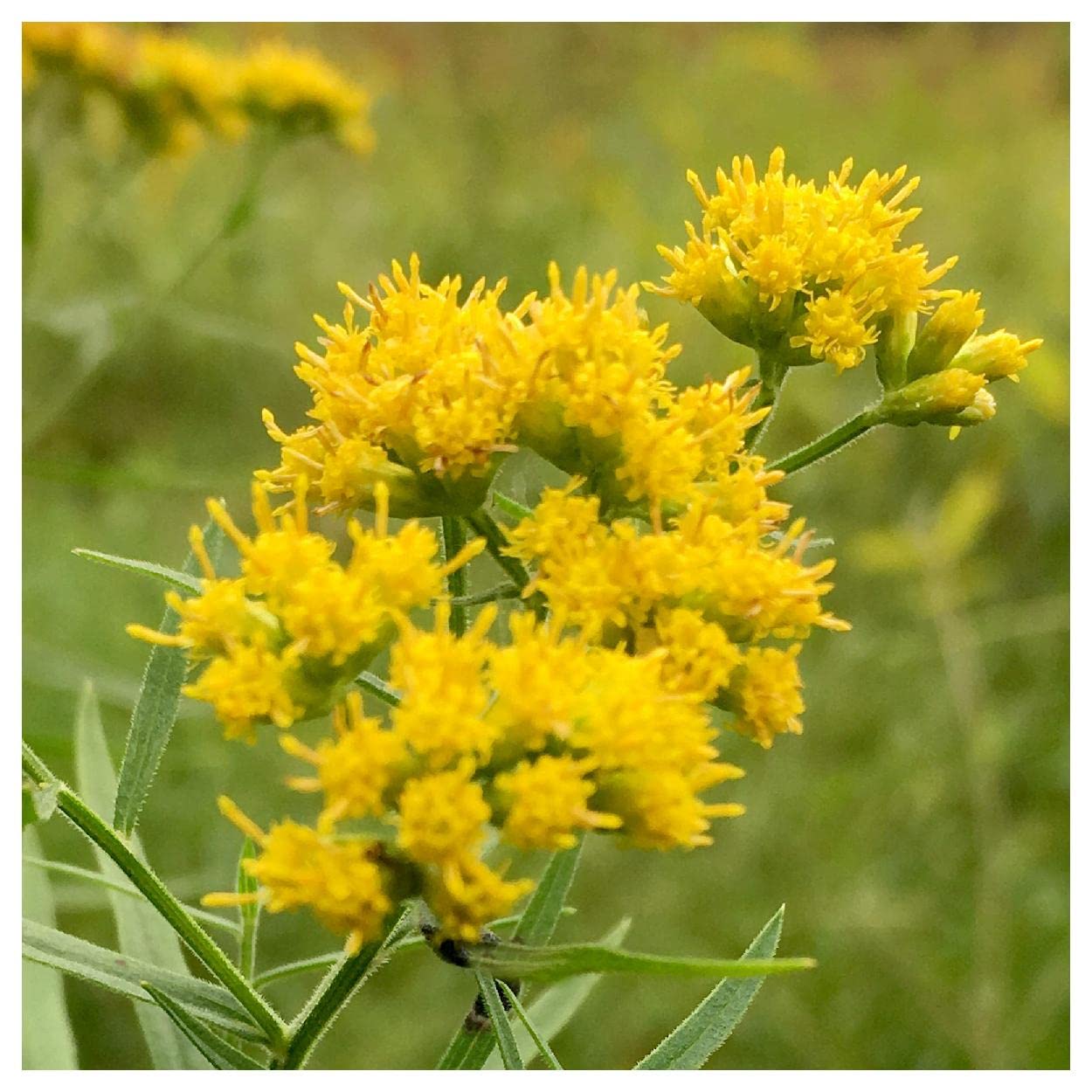 Everwilde Farms - 2000 Riddell's Goldenrod Native Wildflower Seeds - Gold Vault Seed Packet for Pollinator Gardens & Natural Landscaping