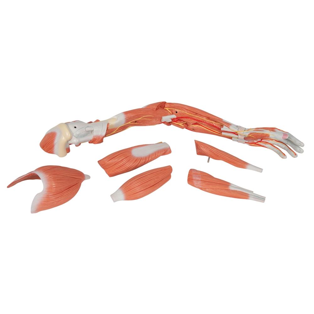 Premium 6-Part Deluxe Muscle Arm Anatomy Model - Ideal for Medical Students, Anatomy Study & Science Education