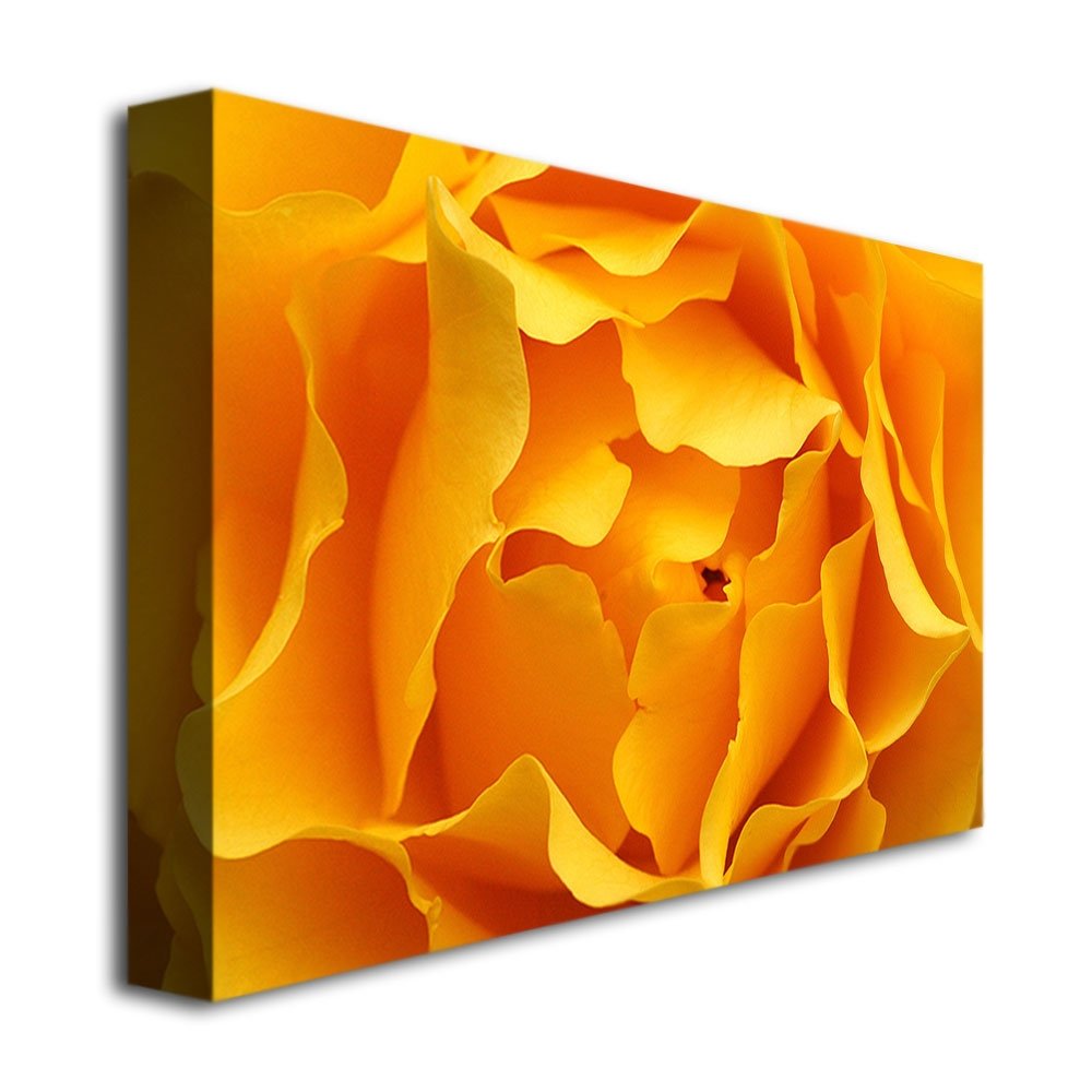 Trademark Fine Art Kurt Shaffer Yellow Rose Canvas Wall Art Print - Vibrant Floral Home Decor for Living Room, Bedroom & Office