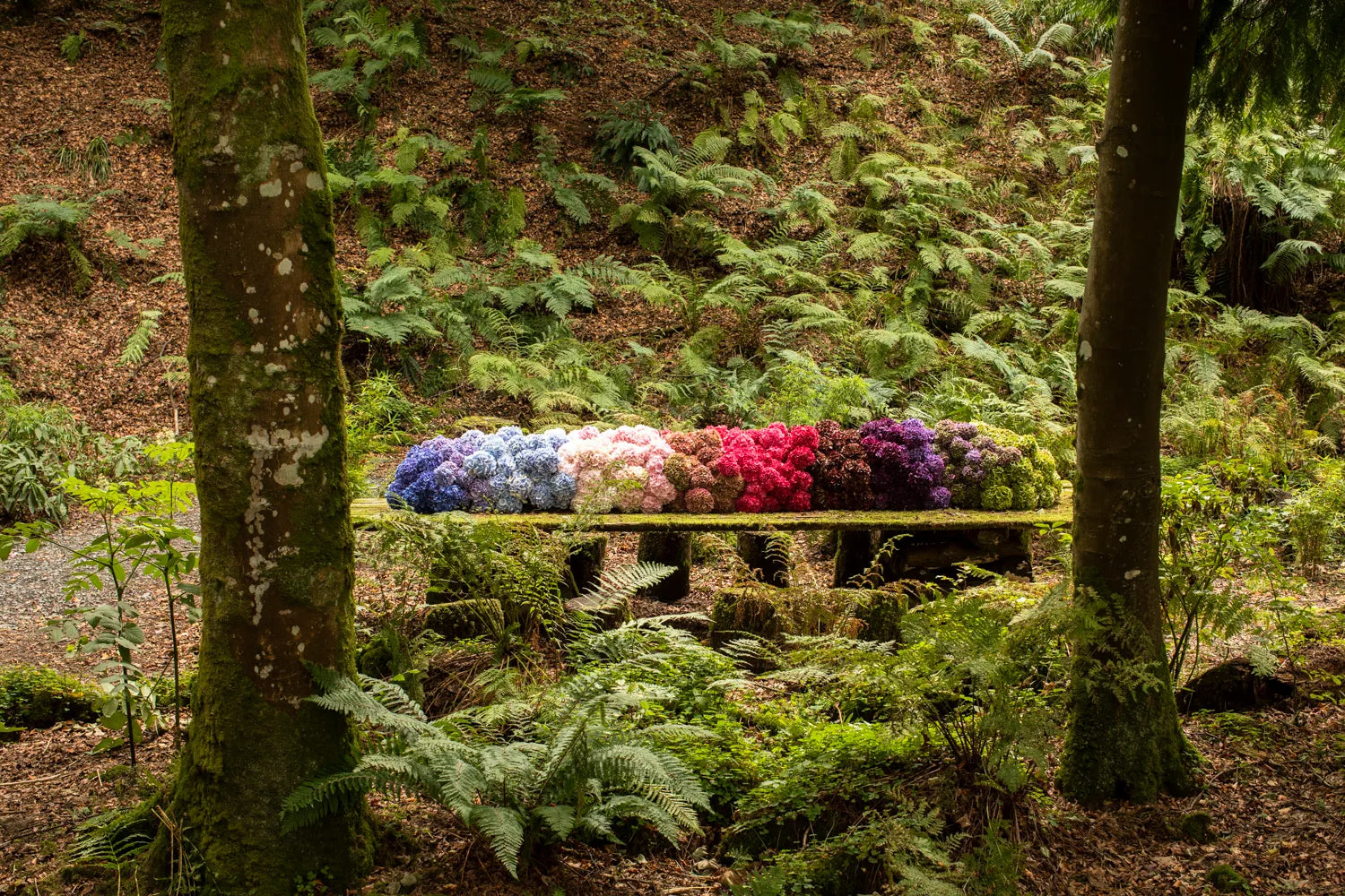 Bláthanna: Irish Spaces in Flower by Ruth Monahan, Kasia Skopińska & Ultan Devaney - Beautiful Floral Photography Book for Home Decor & Irish Culture Enthusiasts
