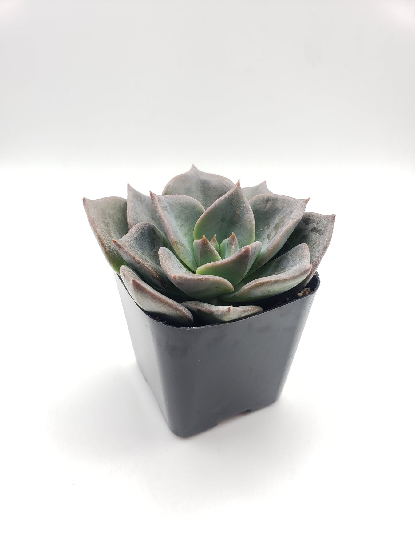25 Pack Assorted Echeveria Succulent Plants - Live Hybrid Succulents for Home Decor, Wedding Favors, Office Desk & Garden Landscaping