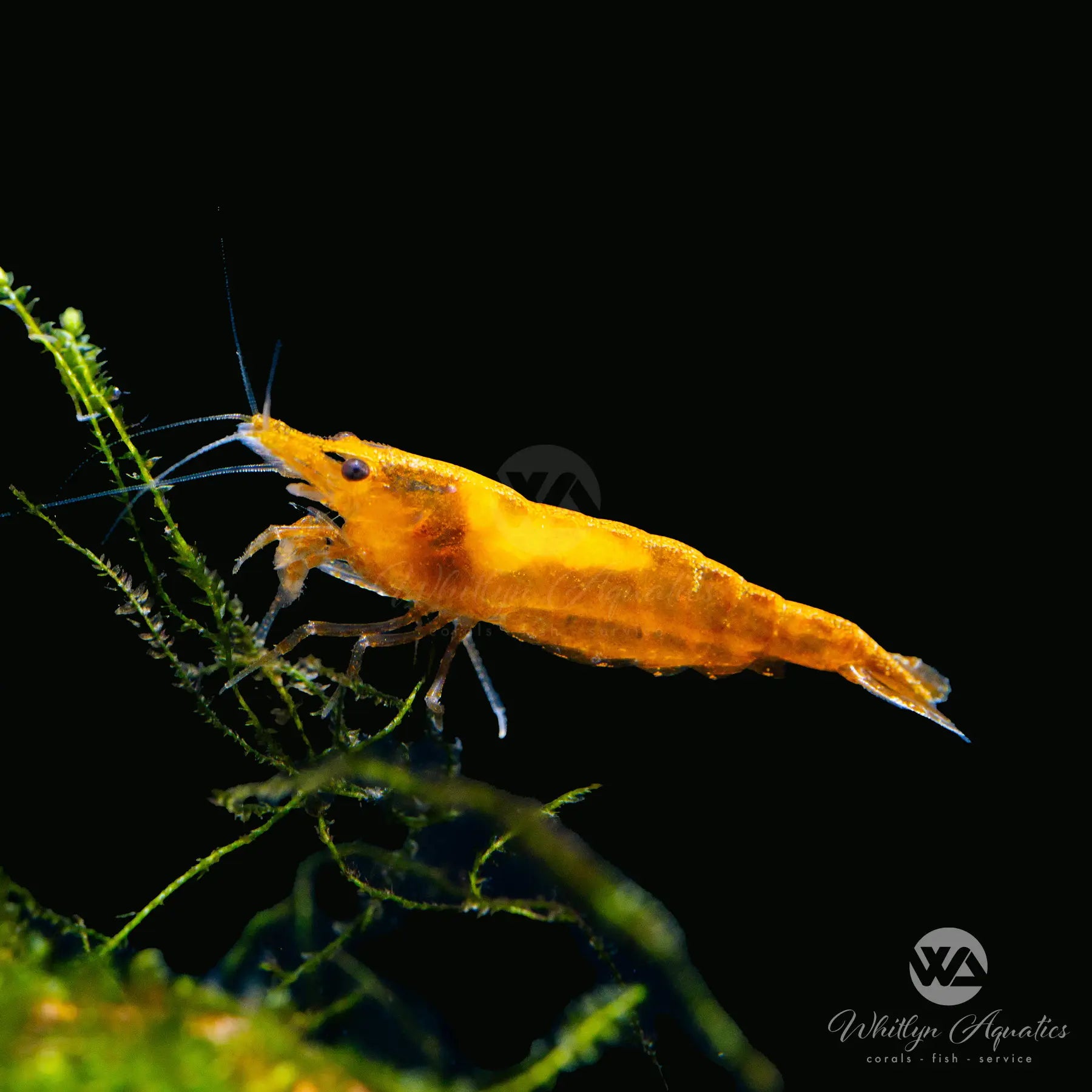 Premium Sunkist Orange Shrimp (Neocaridina davidi) - Live Freshwater Aquarium Shrimp for Fish Tanks, Nano Tanks & Aquatic Ecosystems