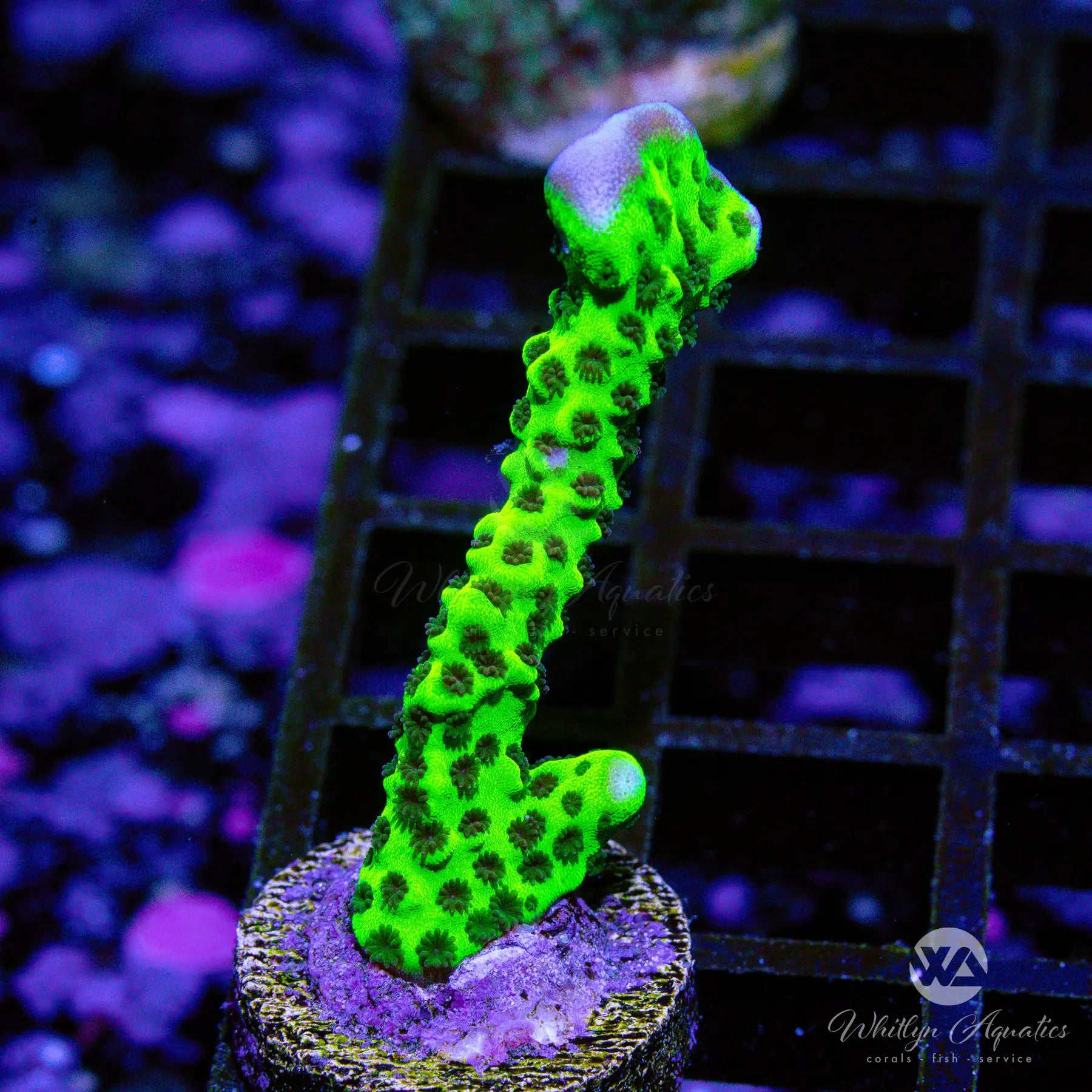 Premium C32 Montipora Spongodes Coral Frag - WYSIWYG Live Saltwater Coral for Reef Aquariums | Perfect for Nano Tanks & Coral Propagation