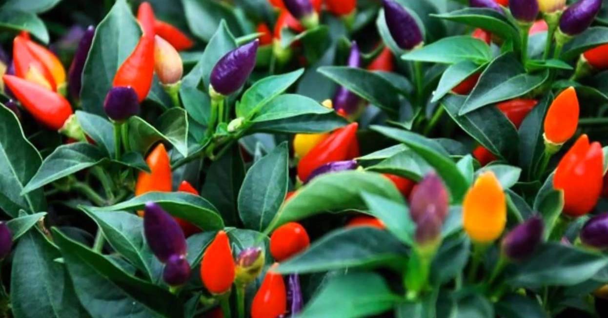 Non-GMO Mini Ornamental Pepper Seeds Mix - Indoor Decorative Vegetable Planting for Home Garden, Kitchen Herb Pots & DIY Gifts