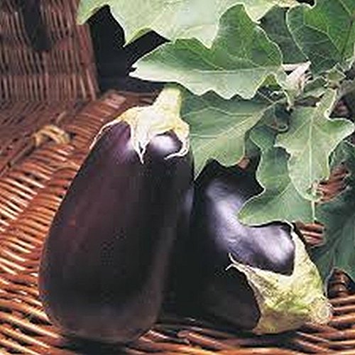 Money Maker 2 Hybrid Eggplant Seeds - High Yield 8 oz Black Eggplants (25 Seeds) for Home Gardening, Organic Farming & Fresh Cooking