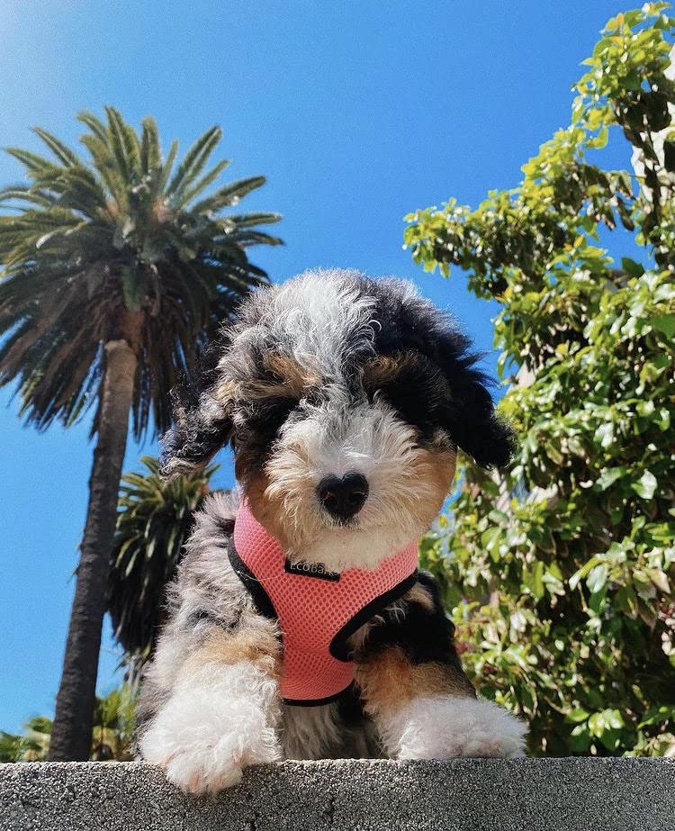 EcoBark No-Pull Dog Harness for Small, Toy & Teacup Dogs - Soft Mesh Comfort Harness with Overhead Design - Choke-Free, Eco-Friendly Pet Vest in XS Light Pink | Perfect for Walks, Training & Outdoor Adventures