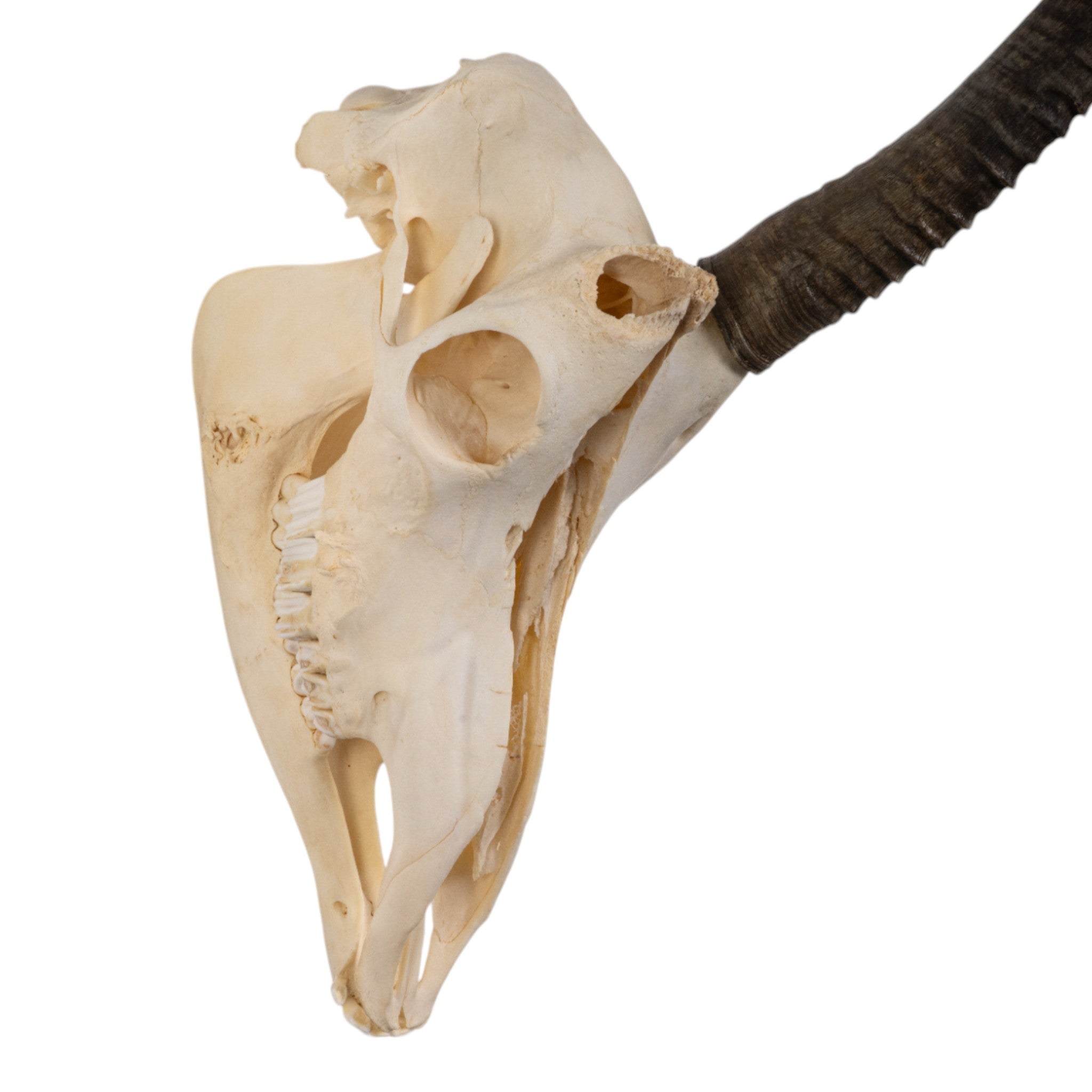 Real Sable Antelope Skull with Mandible - Authentic Taxidermy Specimen with Natural Pathology | Perfect for Home Decor, Gothic Collections & Educational Displays