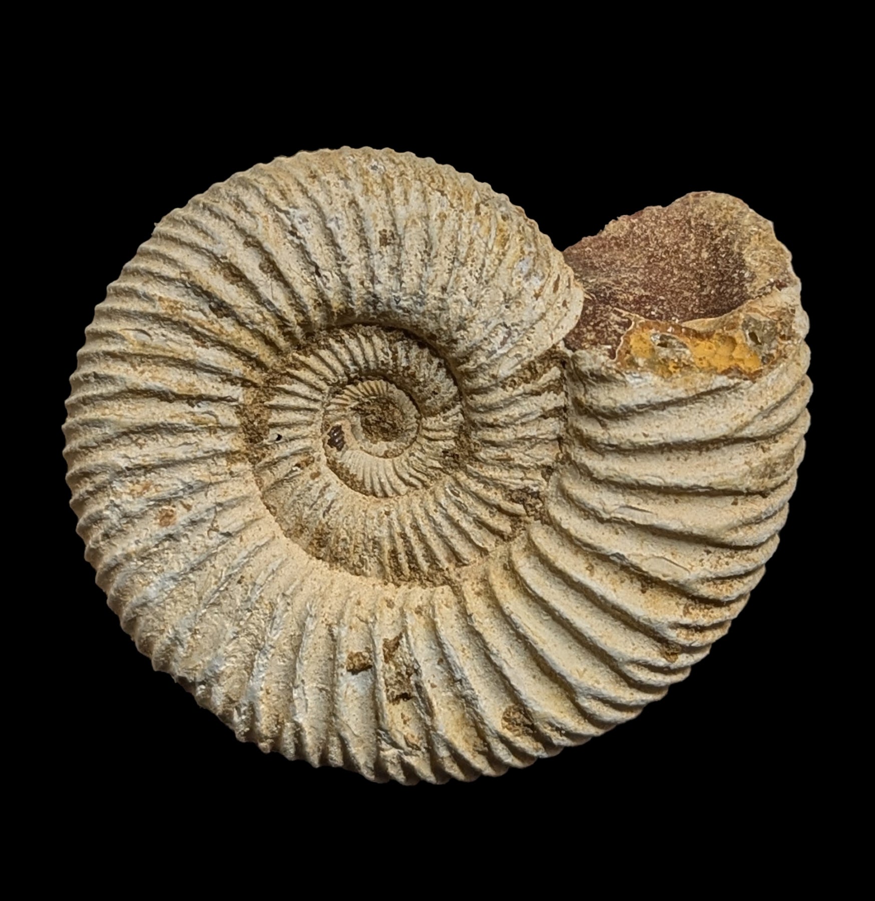 White Ammonite Perisphinctes Fossil - Natural Stone Specimen for Home Decor, Meditation & Crystal Healing | Perfect for Geology Collectors & Spiritual Practitioners