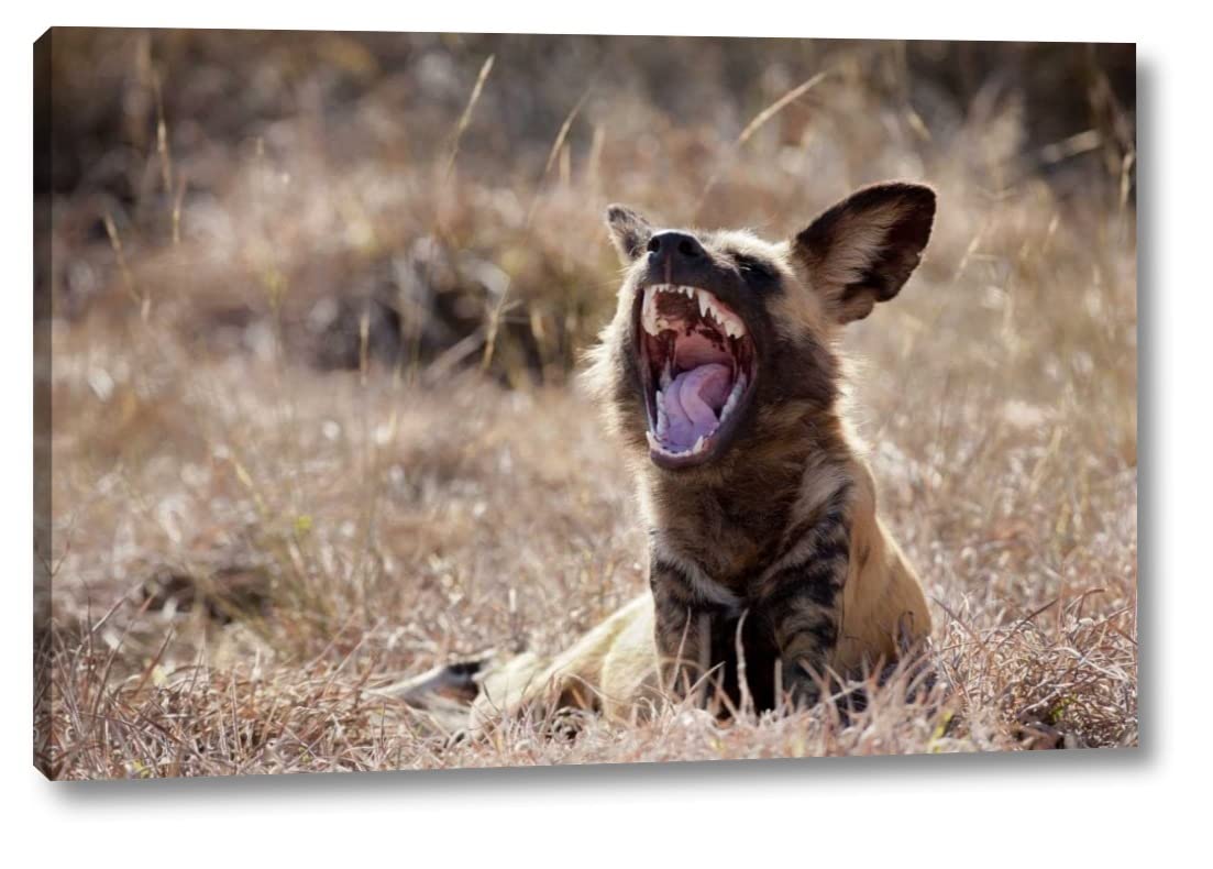 Namibia African Wild Dog Canvas Art Print - 16x24 Inches Gallery Wrapped - Ready to Hang Wall Decor - Perfect for Living Room, Bedroom & Office