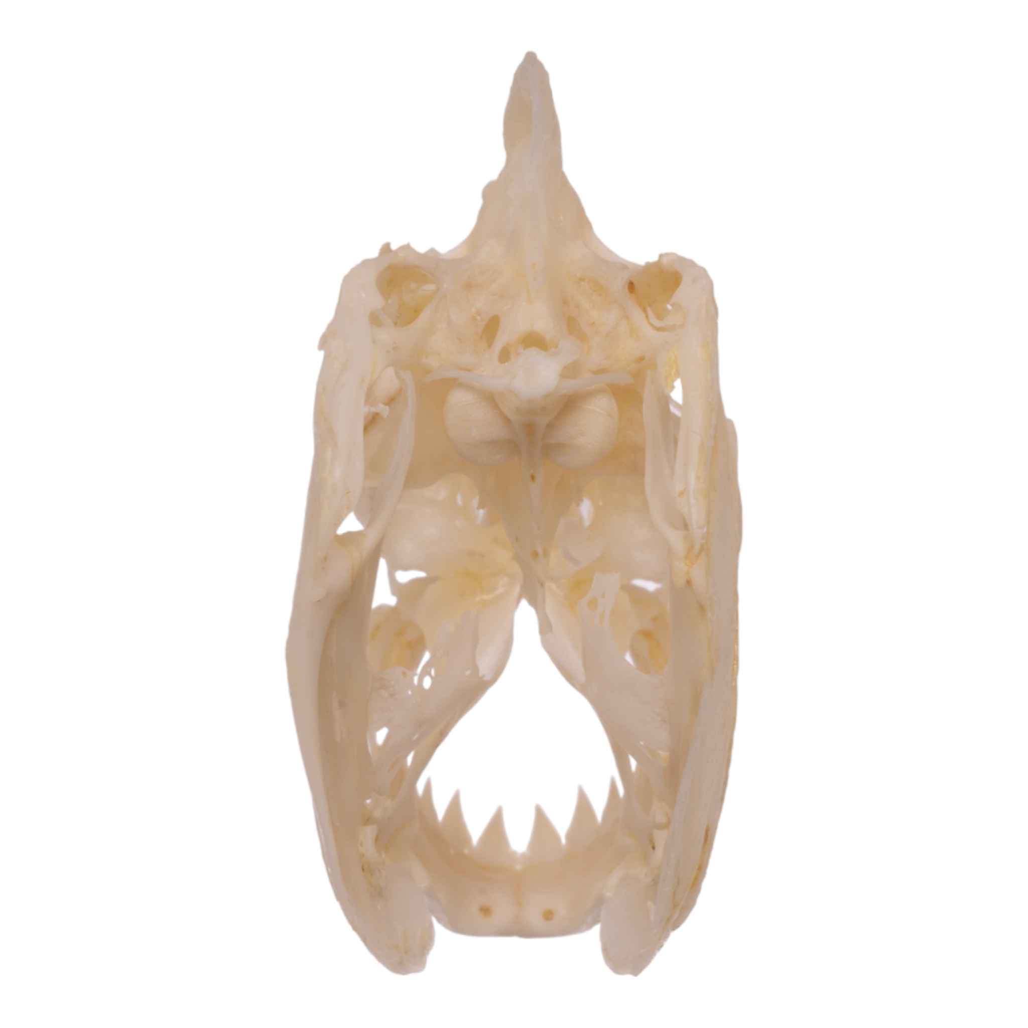 Authentic Red-Bellied Piranha Skull Specimen - Taxidermy Oddity for Science Display, Horror Decor & Halloween Props