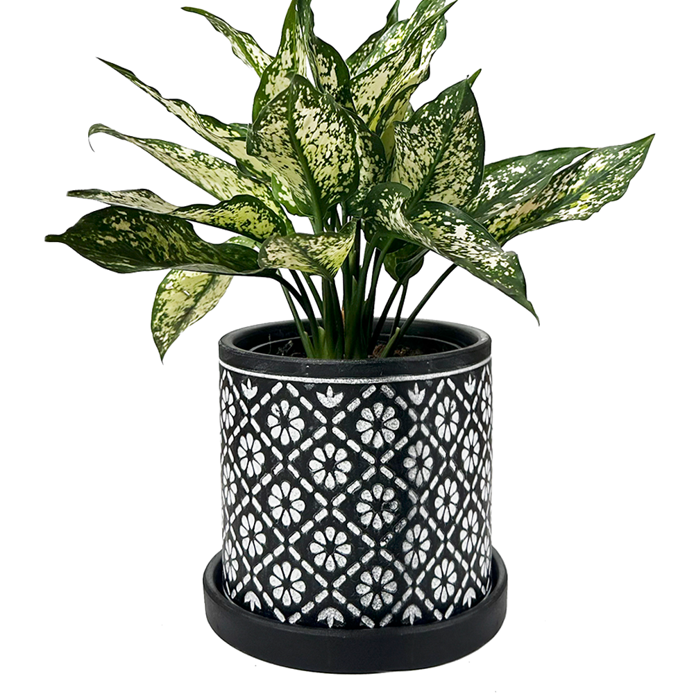 Balter Ceramic Pot and Saucer Set - 6 Inch Flower Planters with Drainage Hole for Indoor Plants, Succulents, Herbs - Perfect for Home Decor, Office Desk, and Garden Use