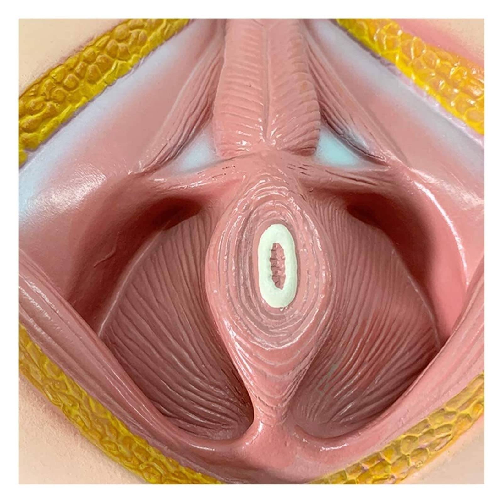 Removable Medical Anatomical Perineum Vascular Nerve Pelvic Floor Muscle Model - Male Perineum Teaching Aid for Medical Students, Doctors & Anatomy Study - Perfect for Classroom Demonstration, Clinical Training & Patient Education (12
