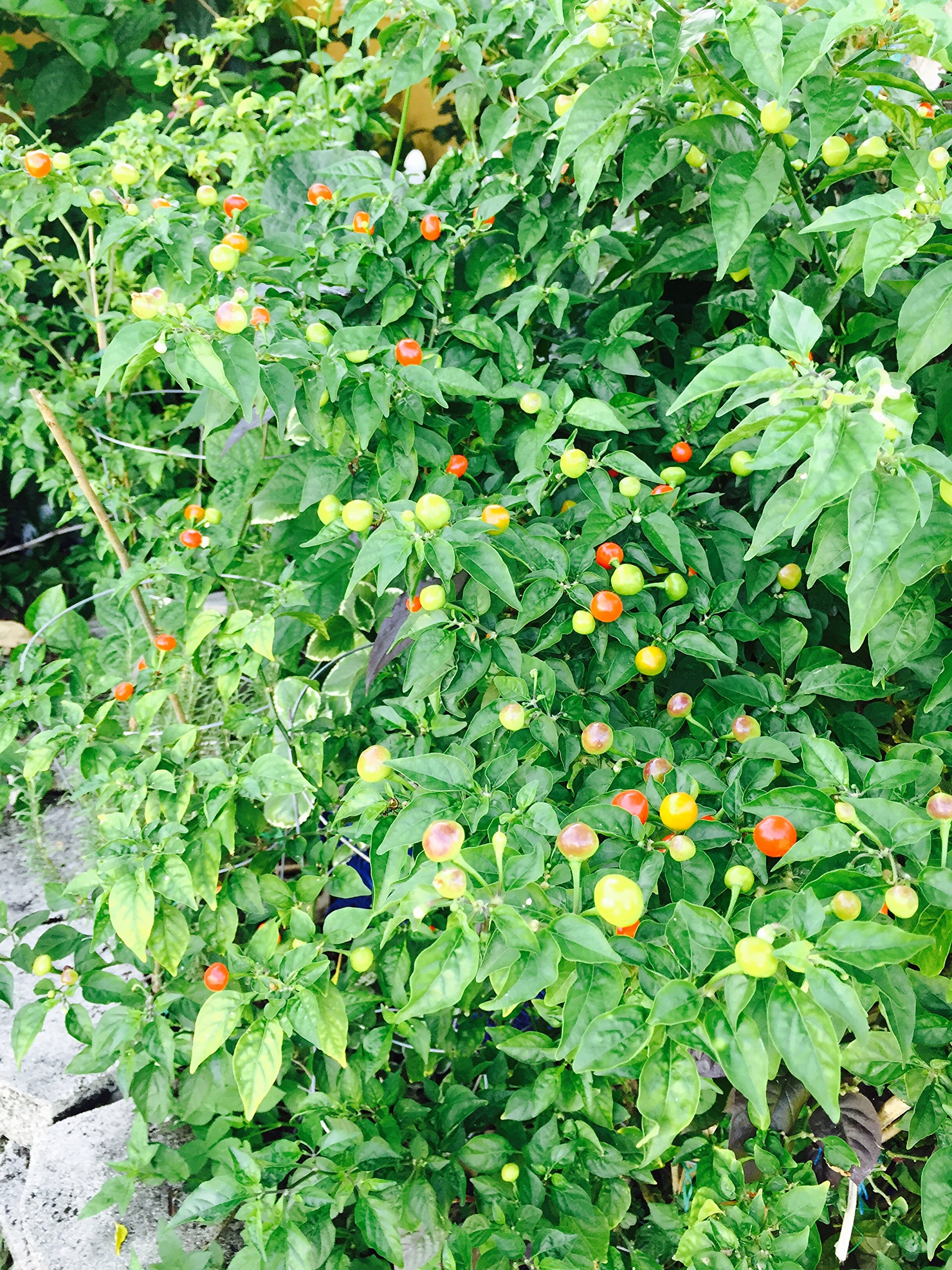 Wiri Wiri Pepper Seeds (25 Count) - Rare C. Frutescens Variety from Guyana - Perfect for Hot Sauce, Caribbean Cooking & Home Gardening