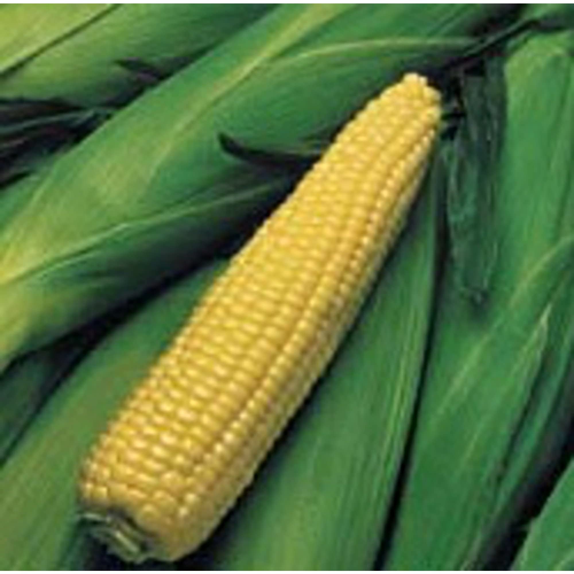 Kandy King Corn Seeds (20+ Seeds) | Non-GMO Vegetable Seeds for Planting | Home Garden, Greenhouse & Outdoor Farming | Sweet Corn for Grilling, Salads & Fresh Eating