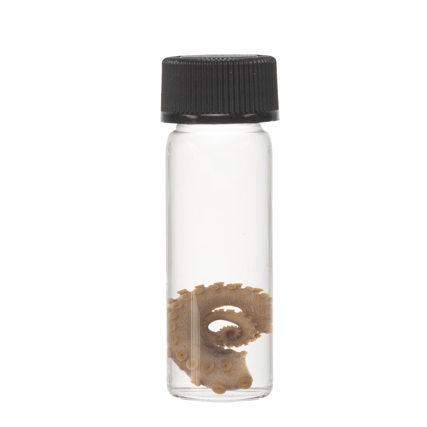 Authentic Real Tentacle Wet Specimen - Preserved Marine Biology Specimen for Science Education & Oddity Collectors | Perfect for Classroom Display, Gothic Decor & Curiosity Cabinets