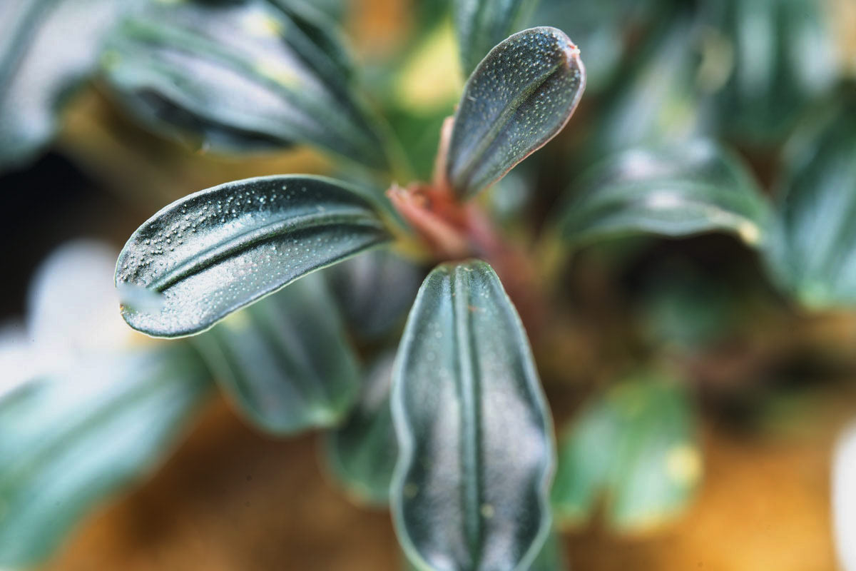 Bucephalandra Lamandau Mini Purple Aquatic Plant for Aquarium - Rare Freshwater Plant for Fish Tank Decoration, Low Light Aquascaping, and Shrimp Habitat