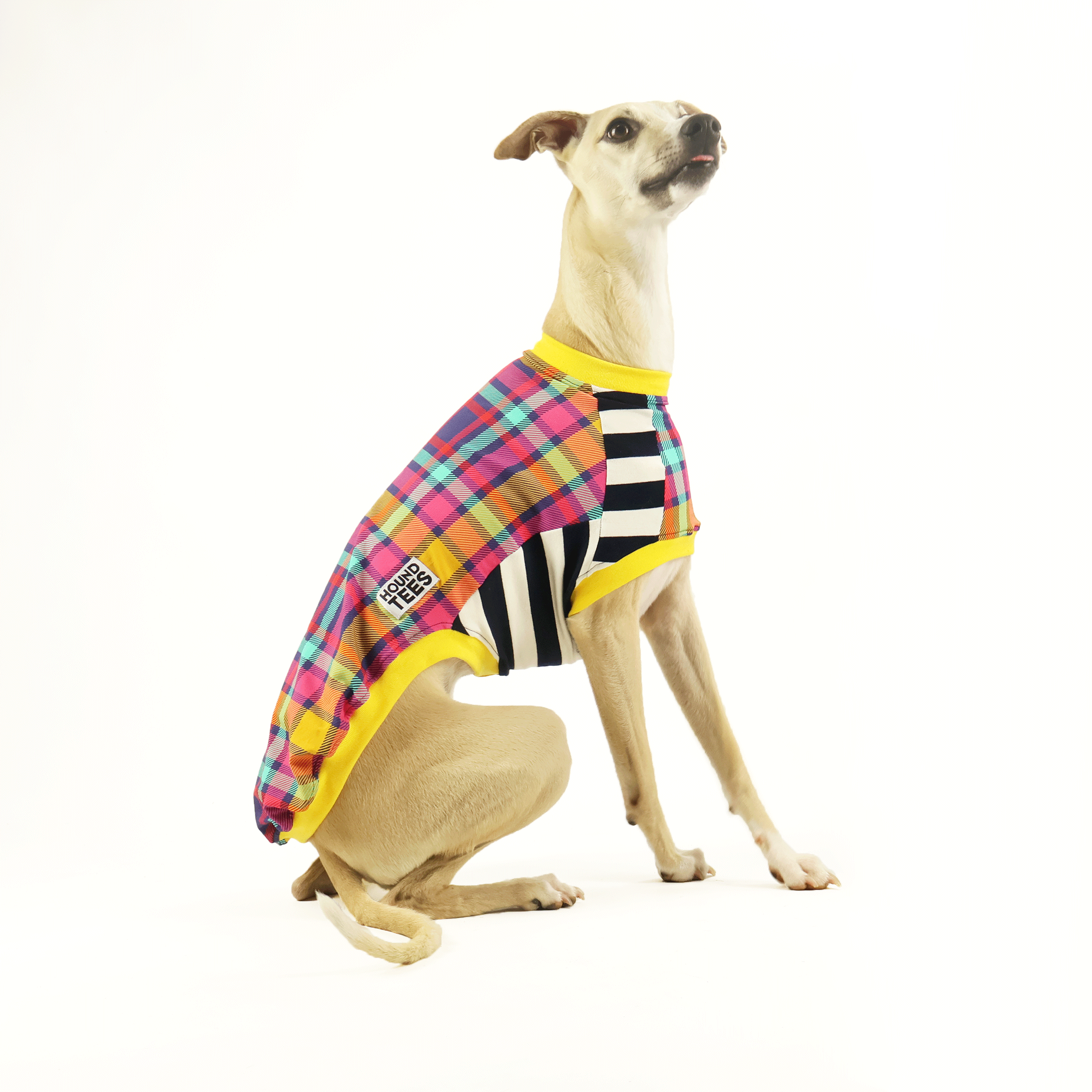 Clueless Whippet Sleeveless Hound T-Shirt - Fun Dog Lover Graphic Tee for Casual Wear & Pet Lovers