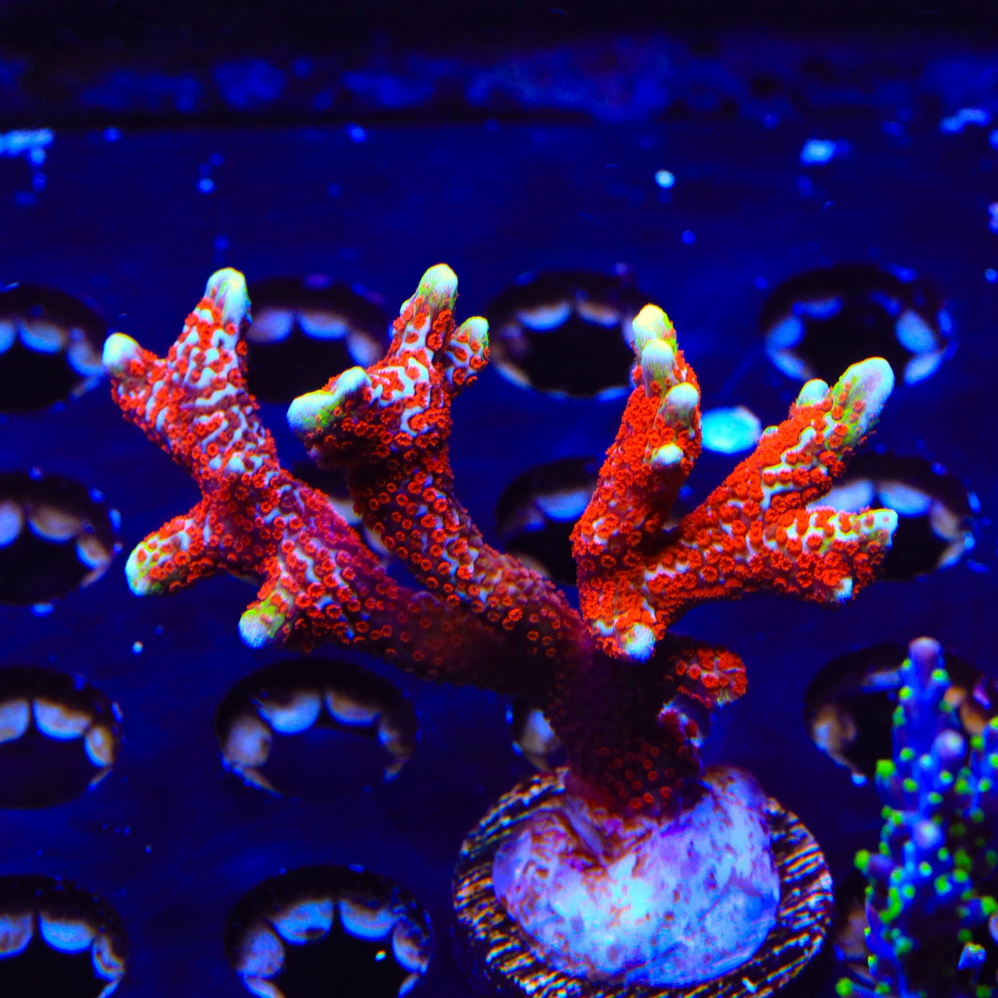 Premium Bubblegum Digitata Montipora Coral Colony - Vibrant Pink SPS Coral for Saltwater Reef Aquariums | Perfect for Coral Propagation and Aquascaping