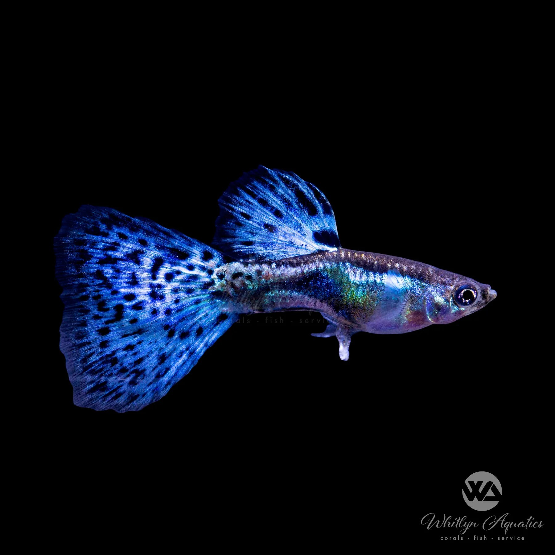 Premium Blue Grass Guppy Male - Vibrant Tropical Fish for Aquariums & Fish Tanks | Perfect for Home Aquascaping & Community Tanks