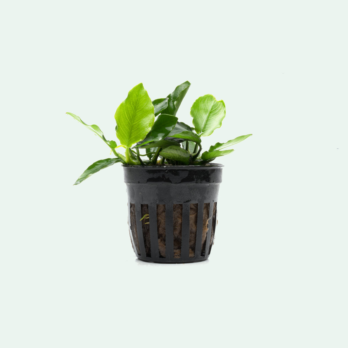 Anubias Nana Long Wavy Live Aquarium Plant - Easy Low Light Freshwater Aquatic Plant for Fish Tanks, Aquascaping & Nano Tanks
