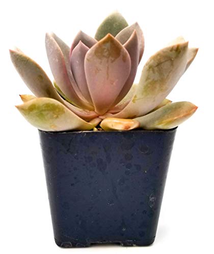 graptoveria debbie