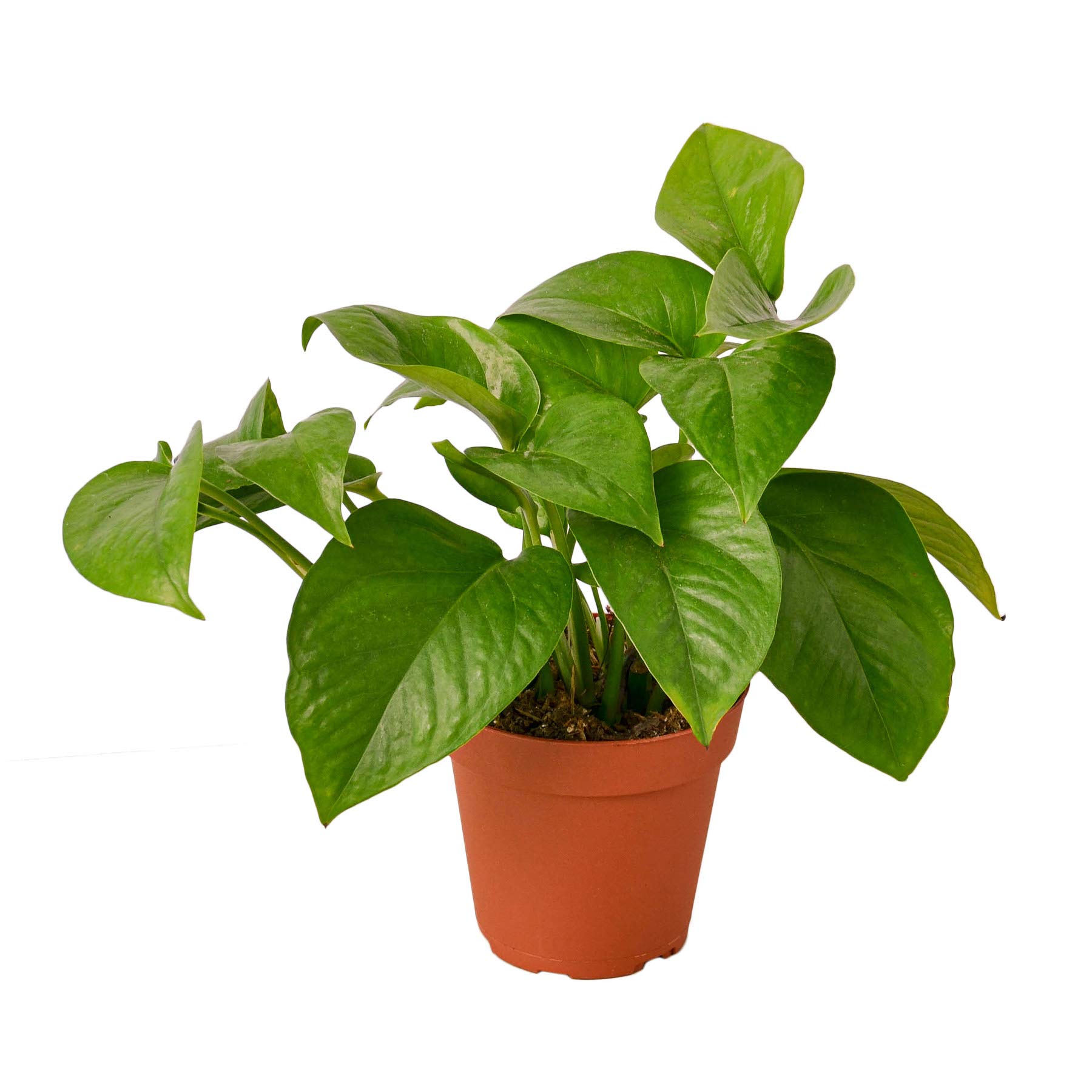 Pothos 'Green' Live Indoor Plant - 4
