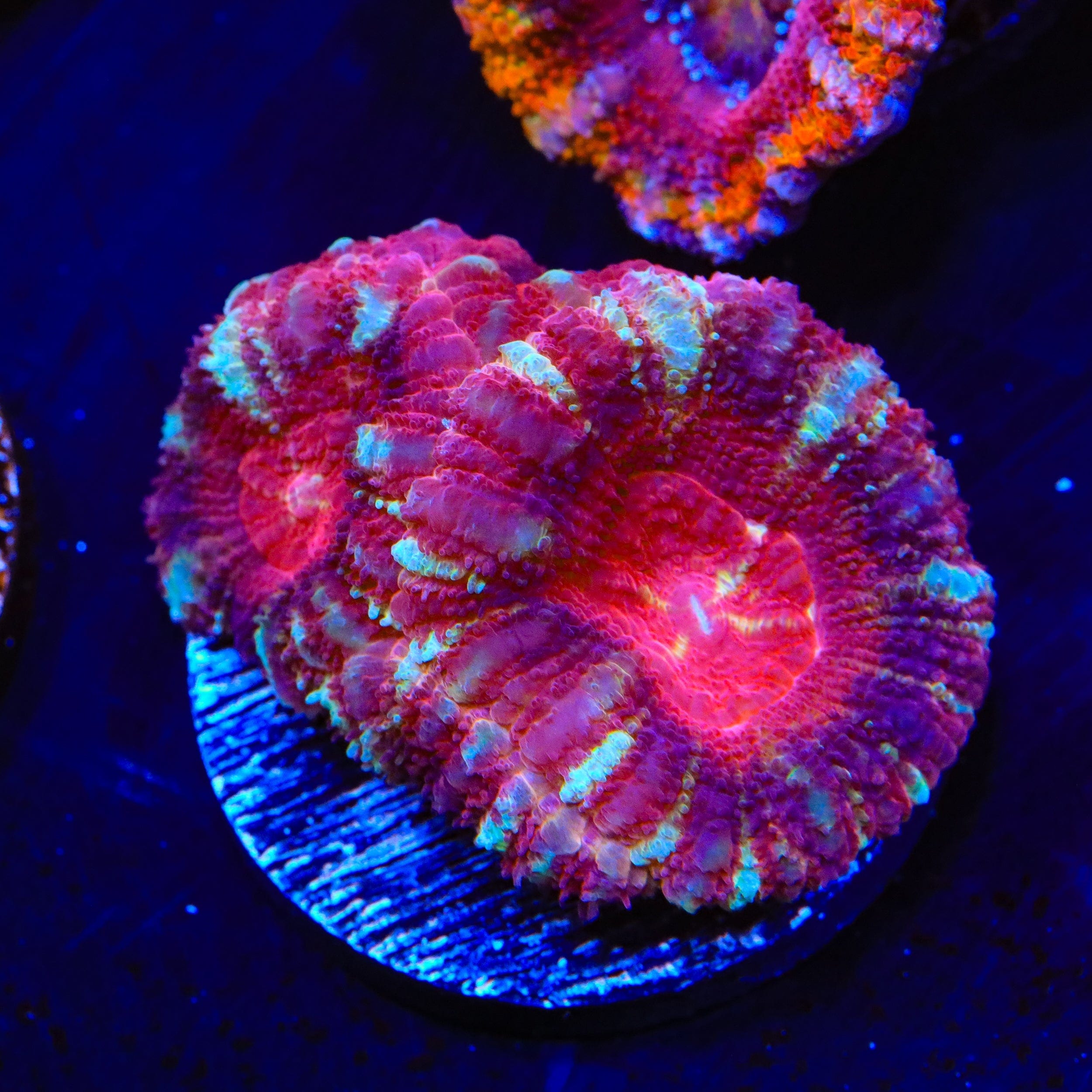 Premium Deep Water Acan Coral for Saltwater Aquariums - Vibrant Colors & Easy Care - Perfect for Reef Tanks, Nano Tanks & Coral Displays