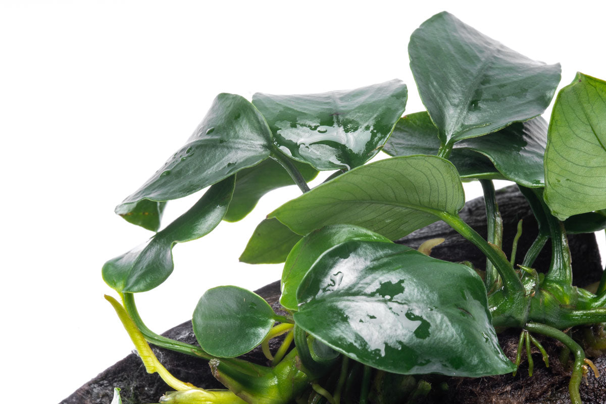 Anubias Nana on Driftwood - Live Aquarium Plant for Fish Tanks, Terrariums & Aquascaping - Easy Care Low Light Aquatic Plant for Beginners